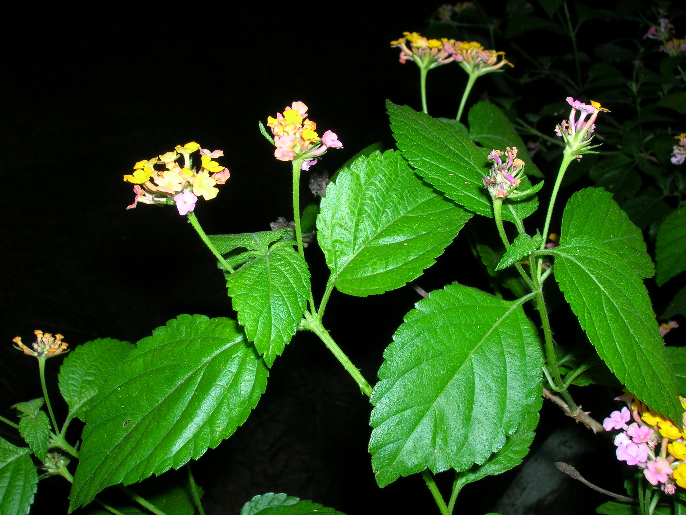 Starr 061116-9913 Lantana camara