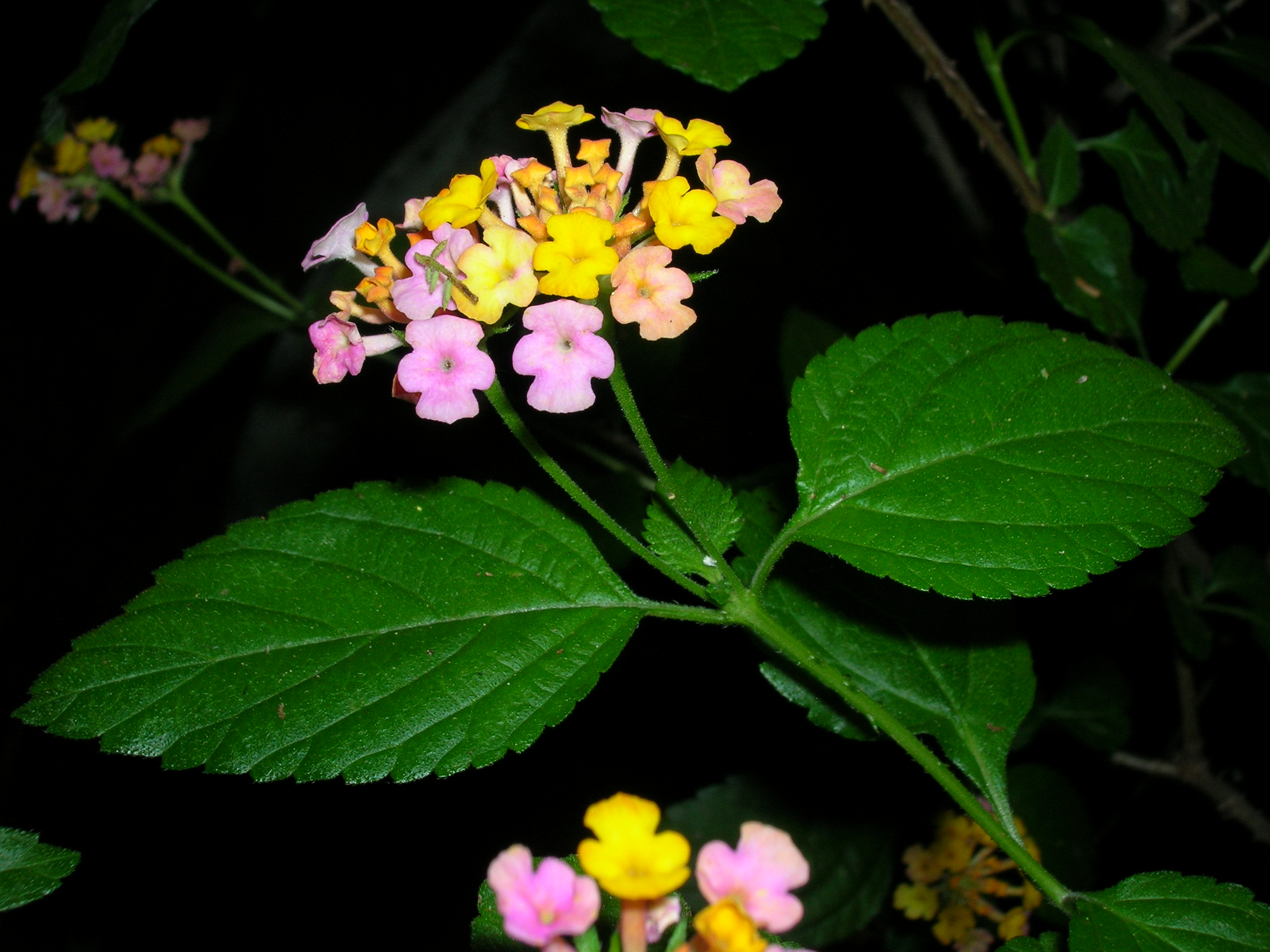 Starr 061116-9914 Lantana camara