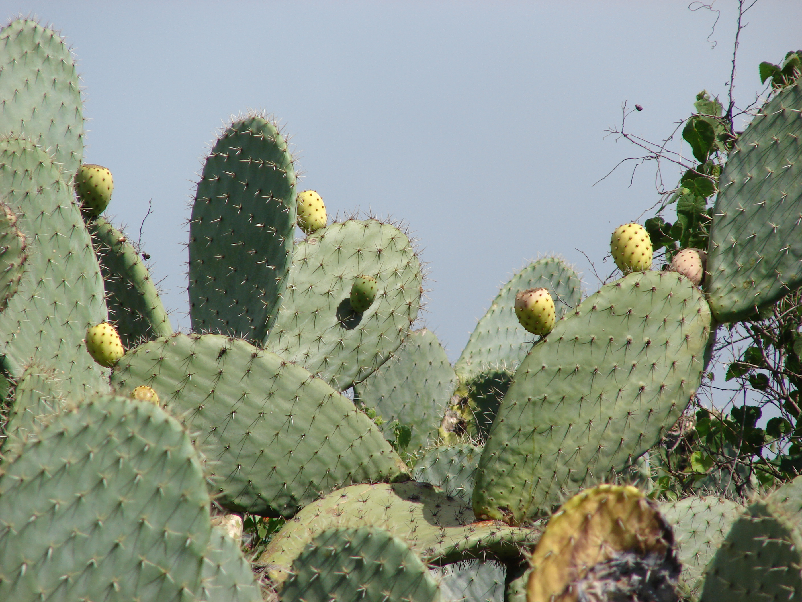 Starr 061201-1753 Opuntia ficus-indica