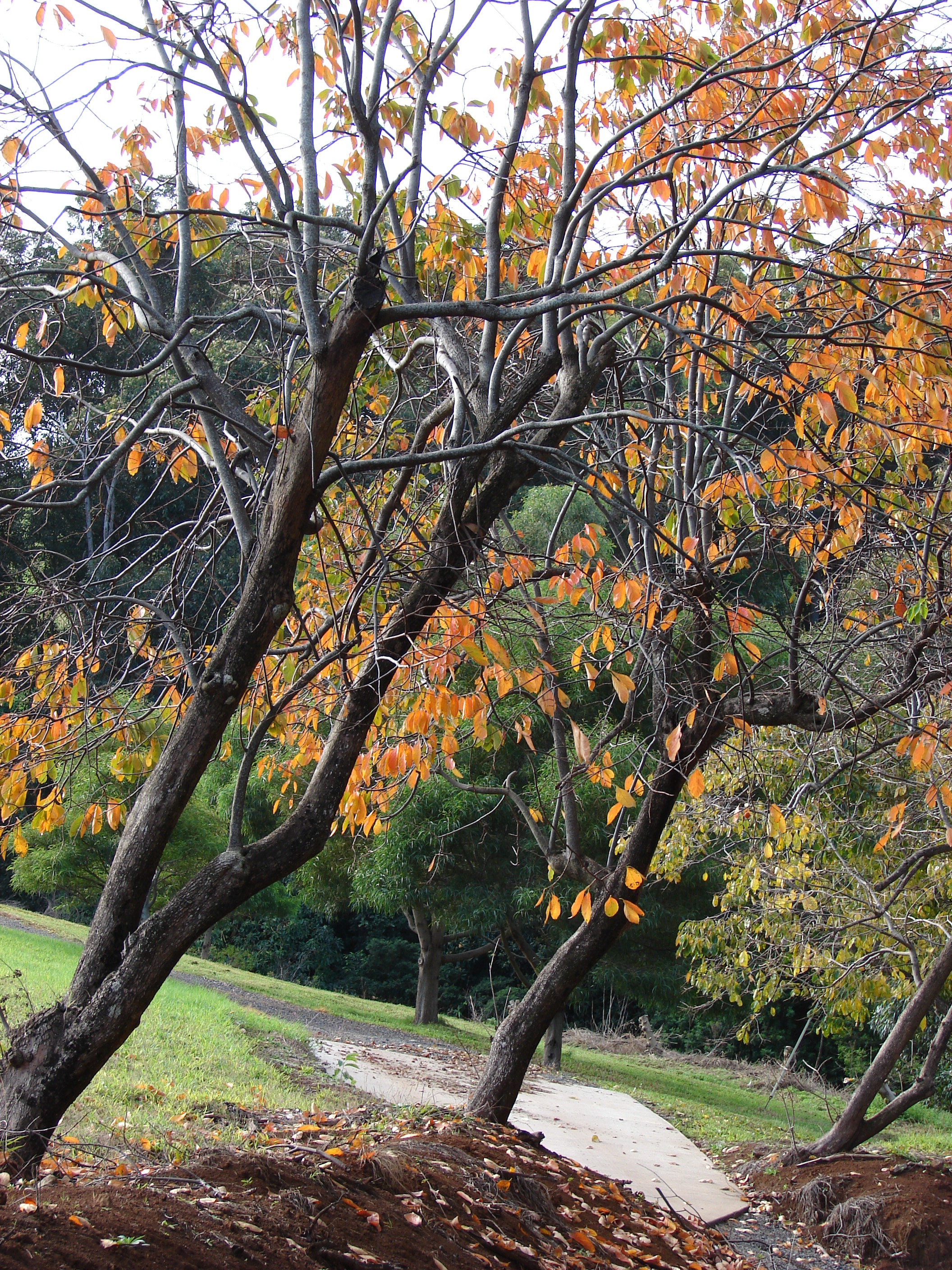 Starr 070112-3364 Diospyros kaki