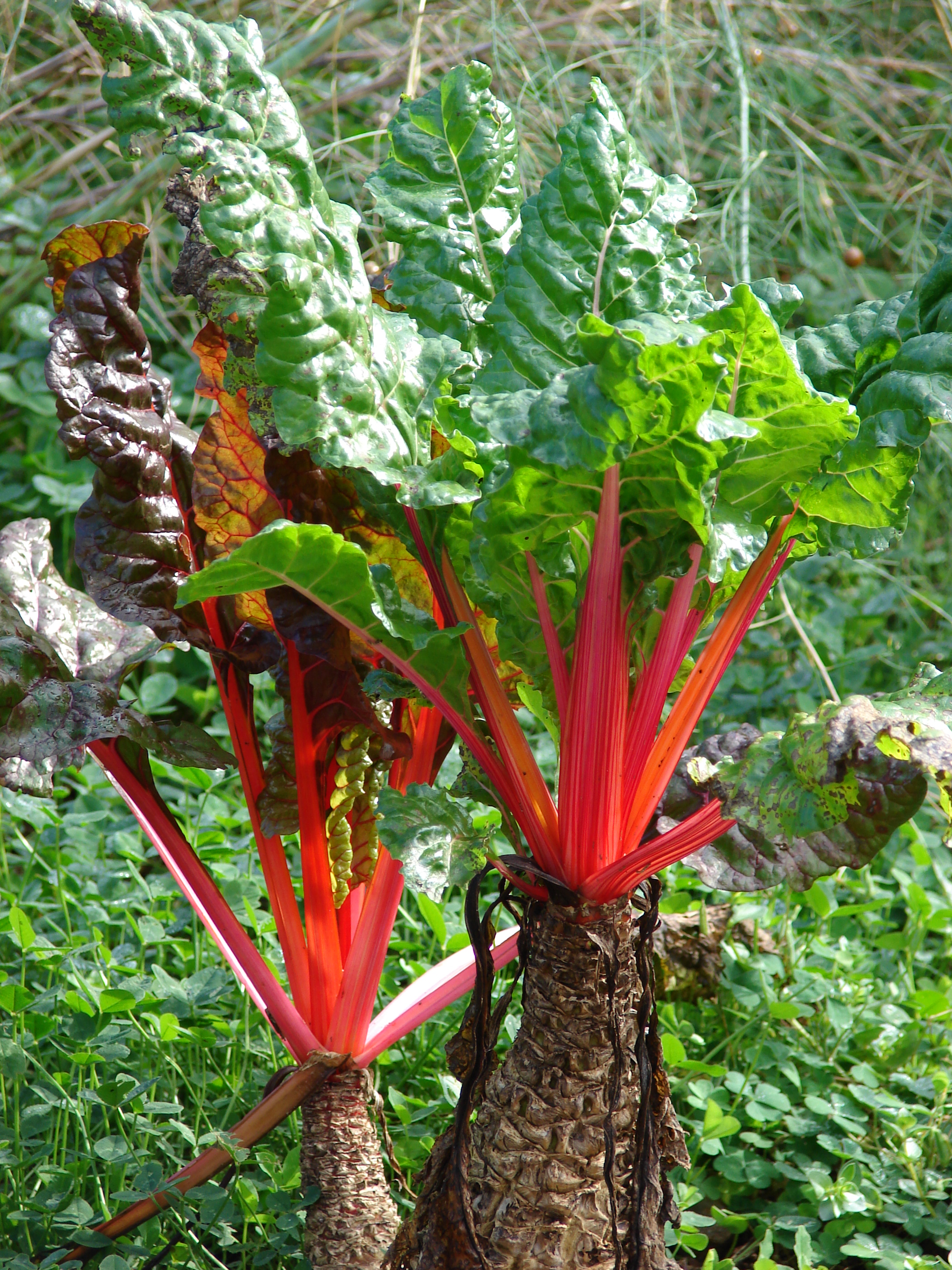 Starr 070112-3389 Beta vulgaris subsp. cicla