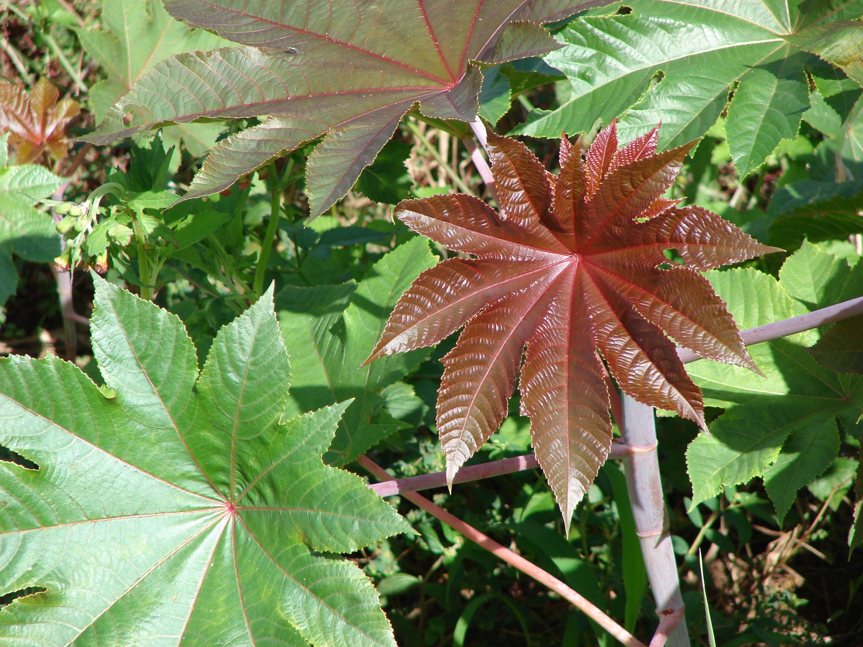 Starr 070215-4501 Ricinus communis