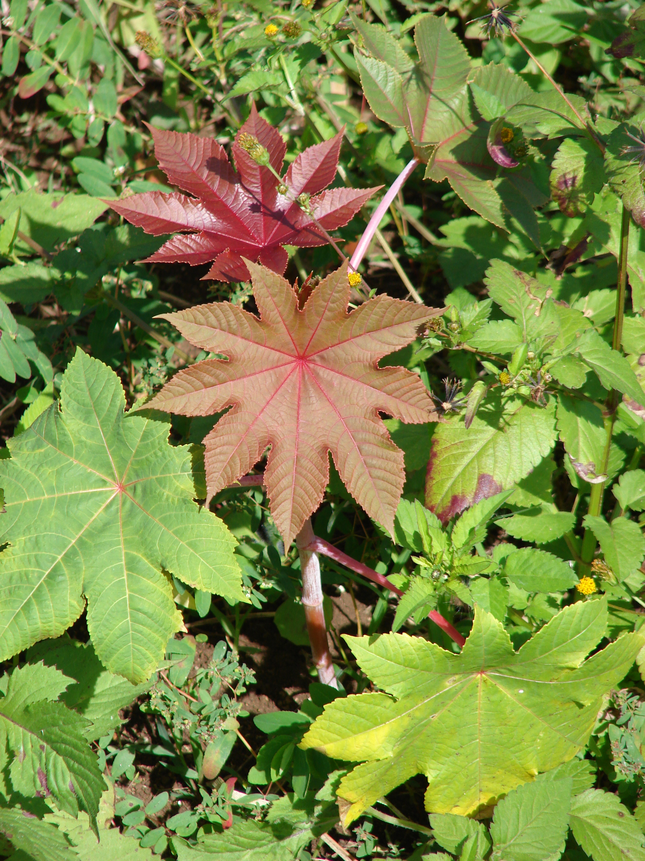 Starr 070215-4502 Ricinus communis