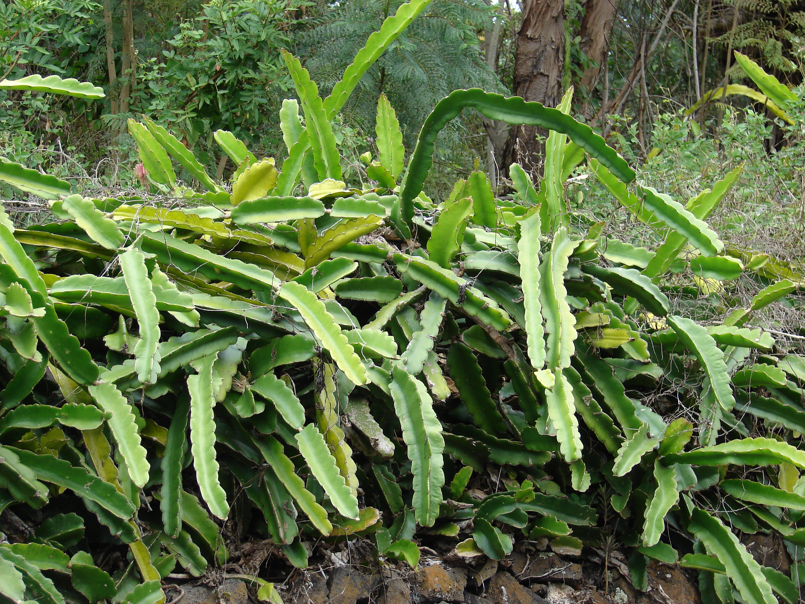 Starr 070308-5397 Hylocereus undatus
