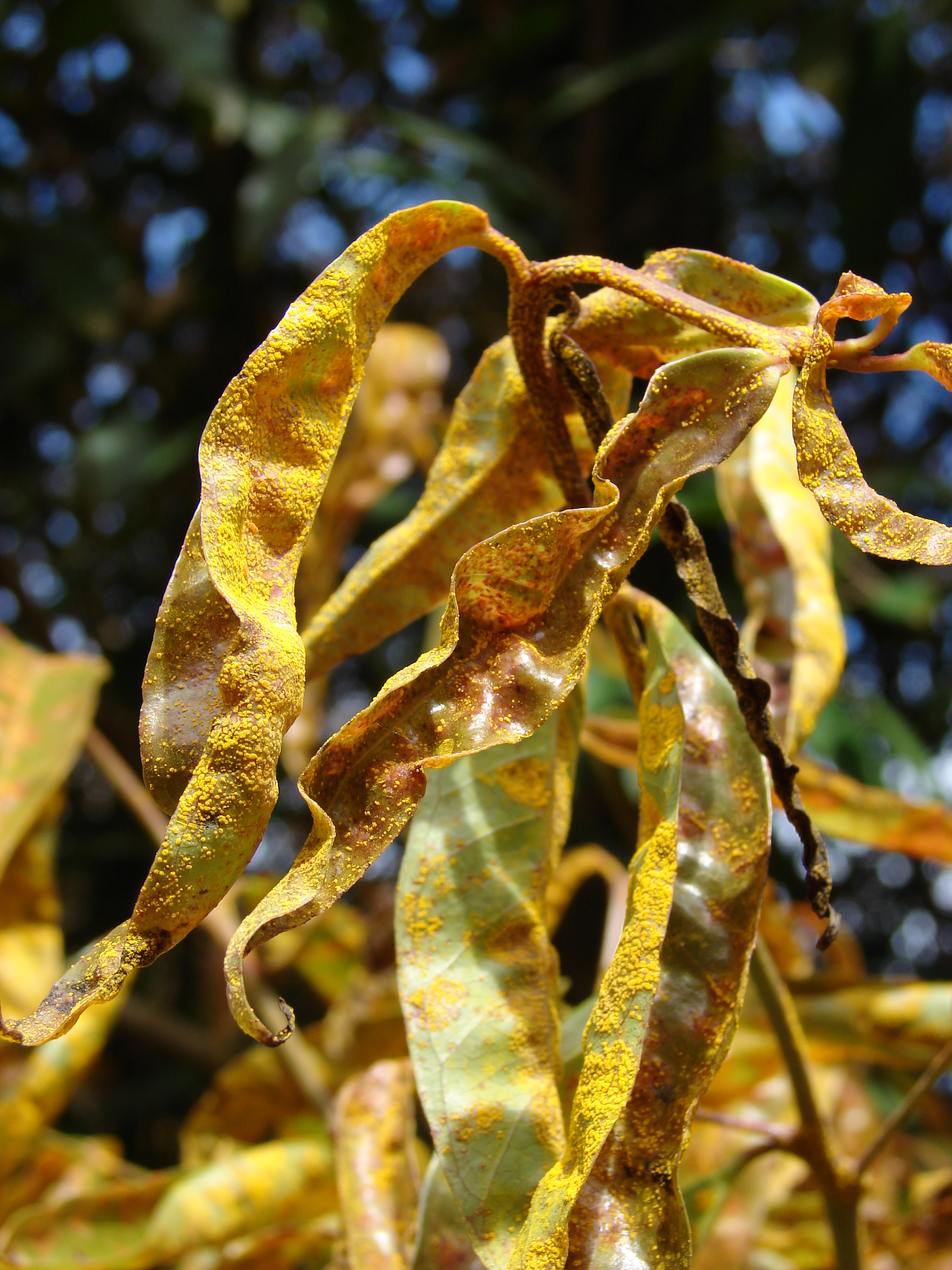 Starr 070321-6144 Syzygium jambos