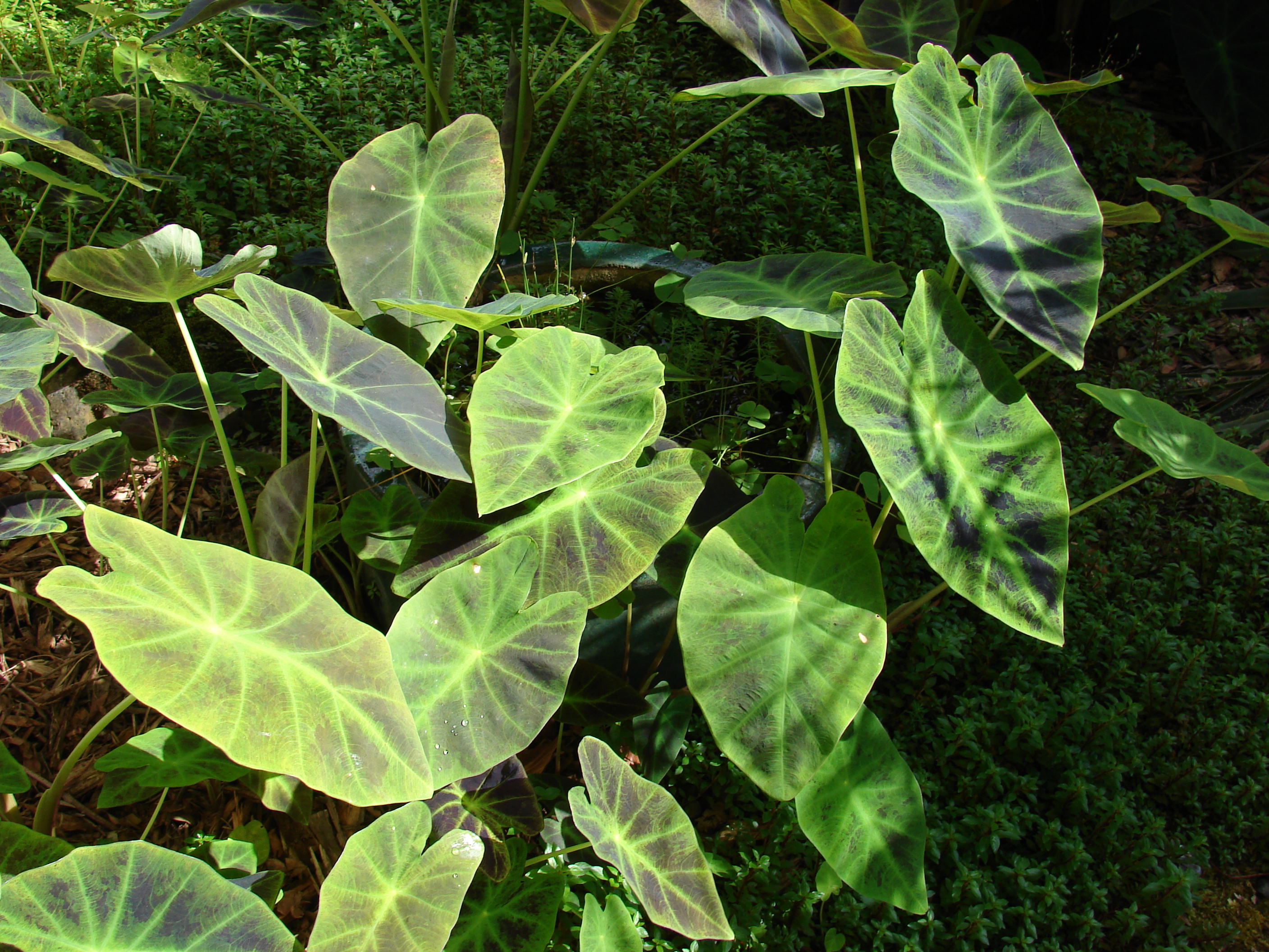Starr 070515-7049 Colocasia esculenta
