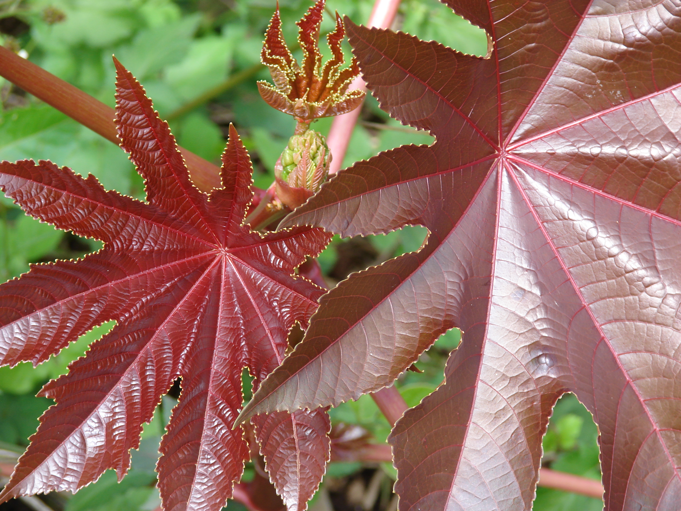 Starr 070830-8247 Ricinus communis