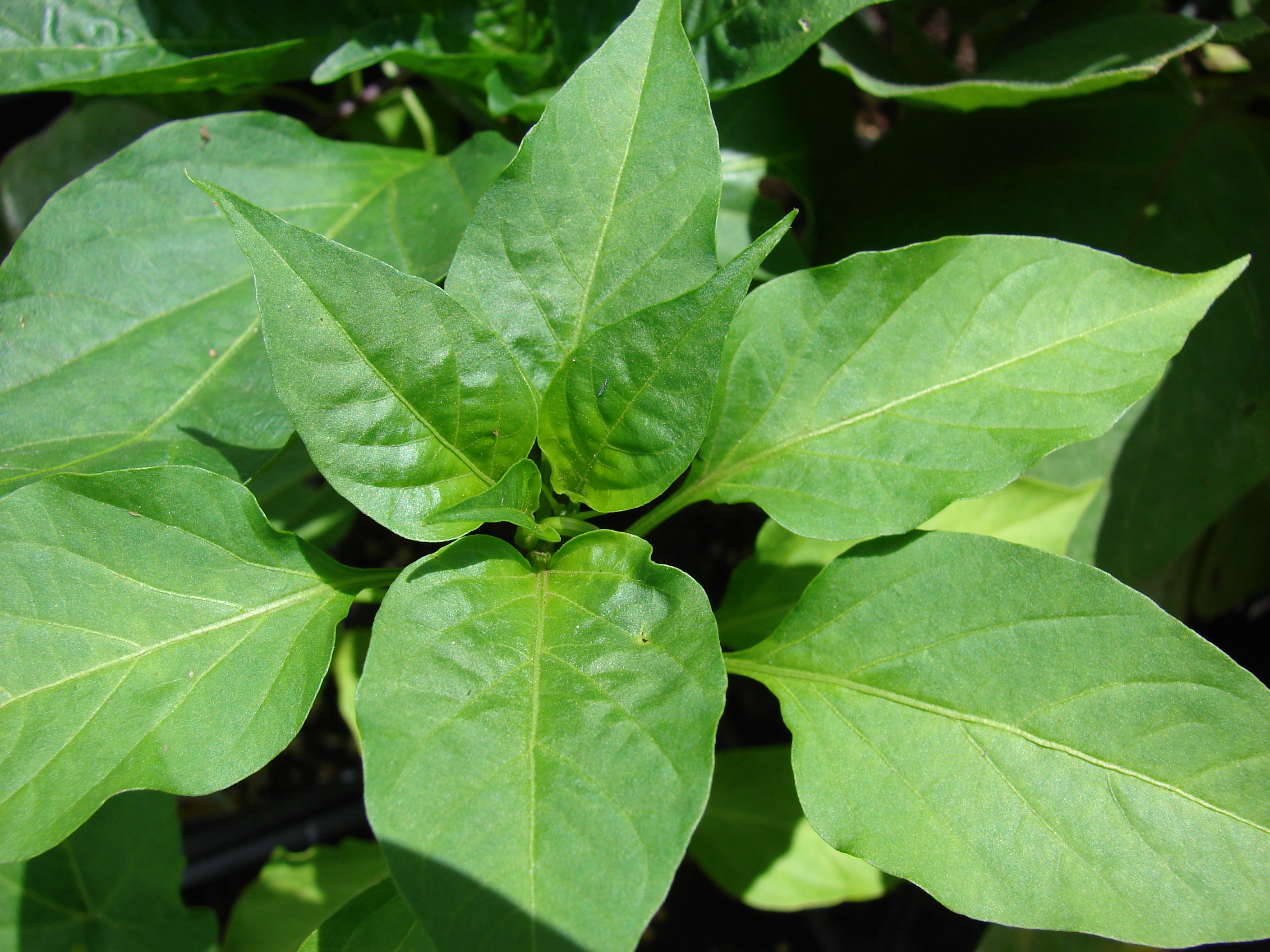 Starr 070906-8916 Capsicum annuum