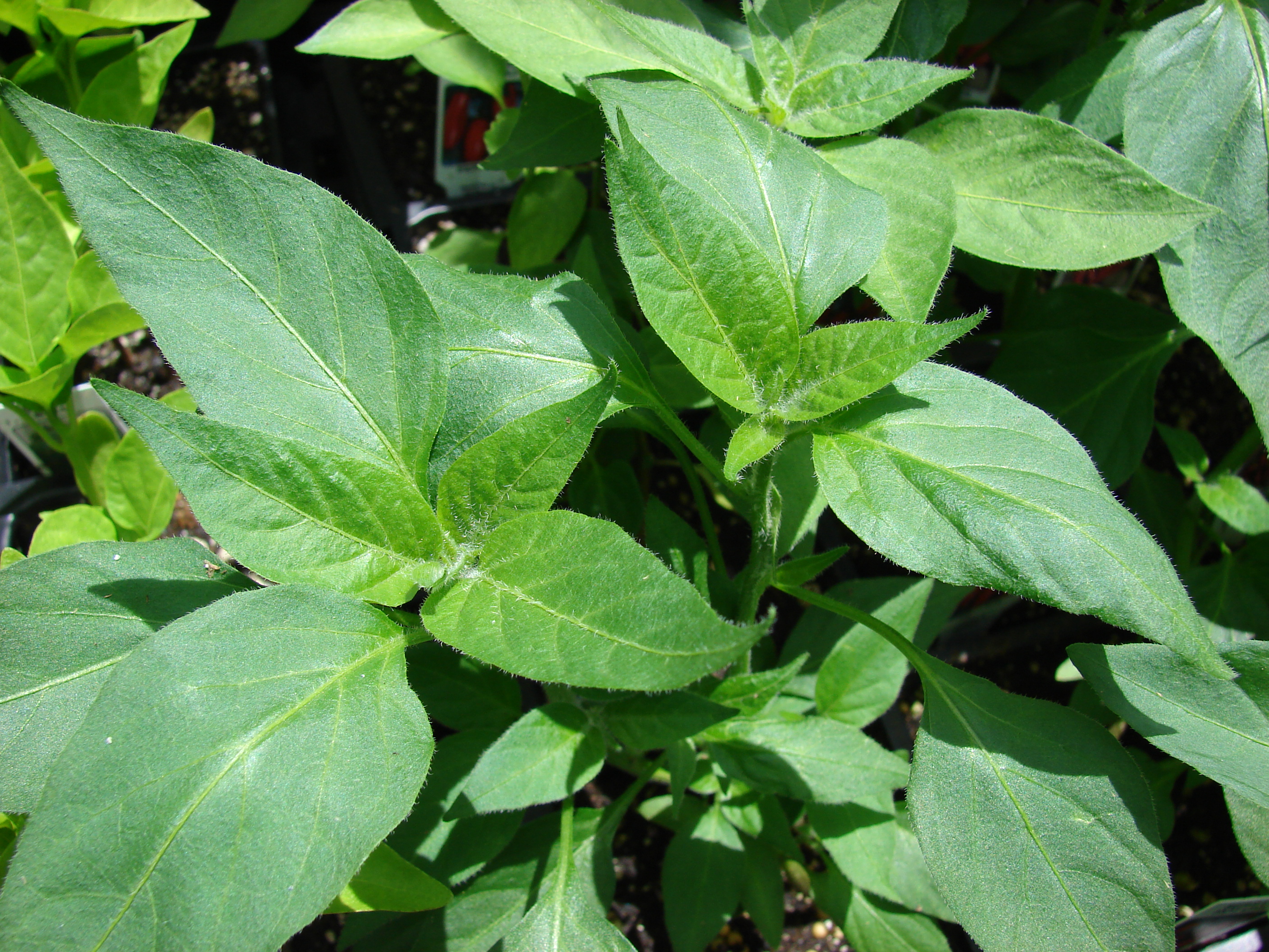 Starr 070906-8924 Capsicum annuum