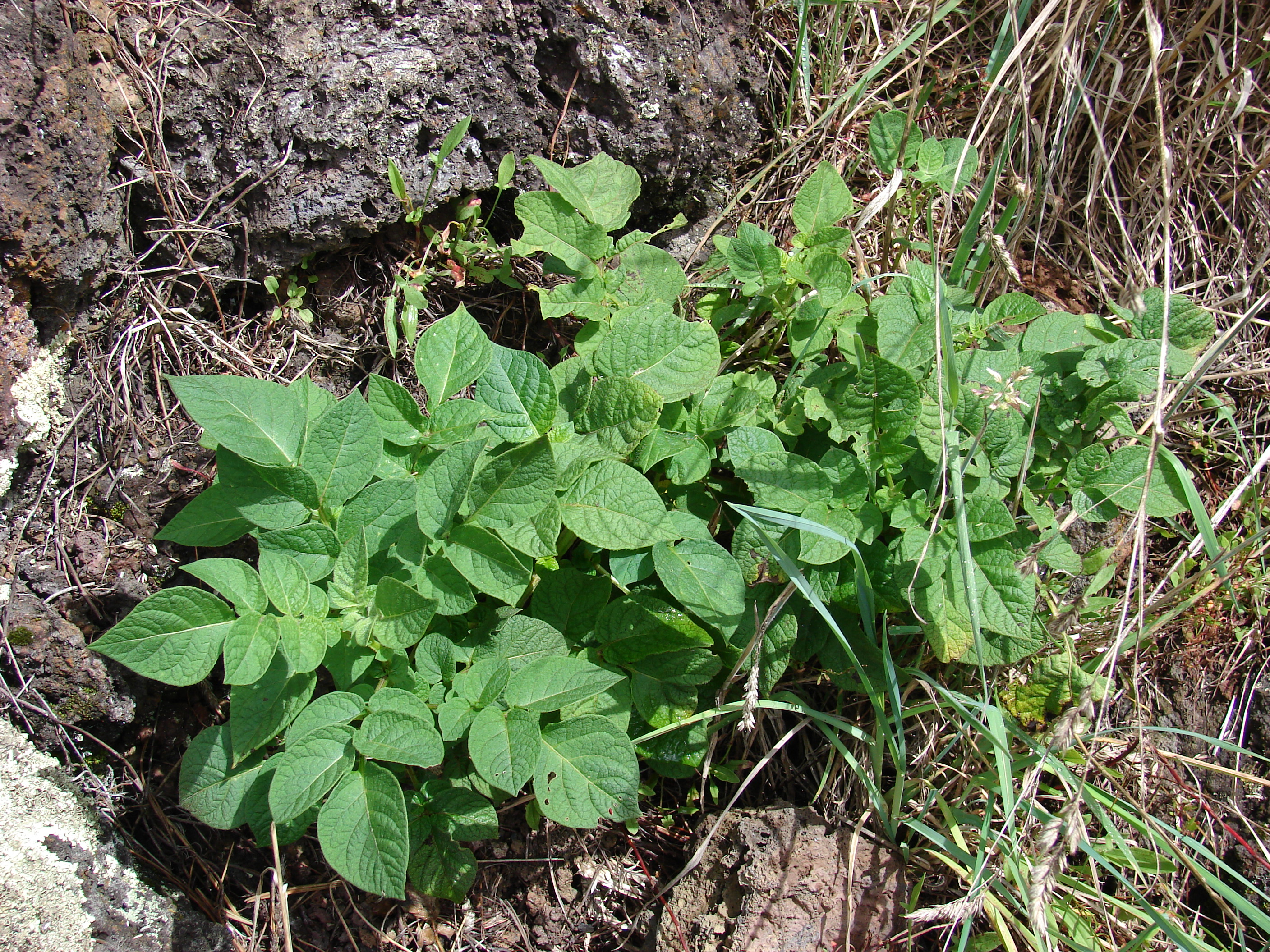 Starr 070908-9321 Solanum tuberosum
