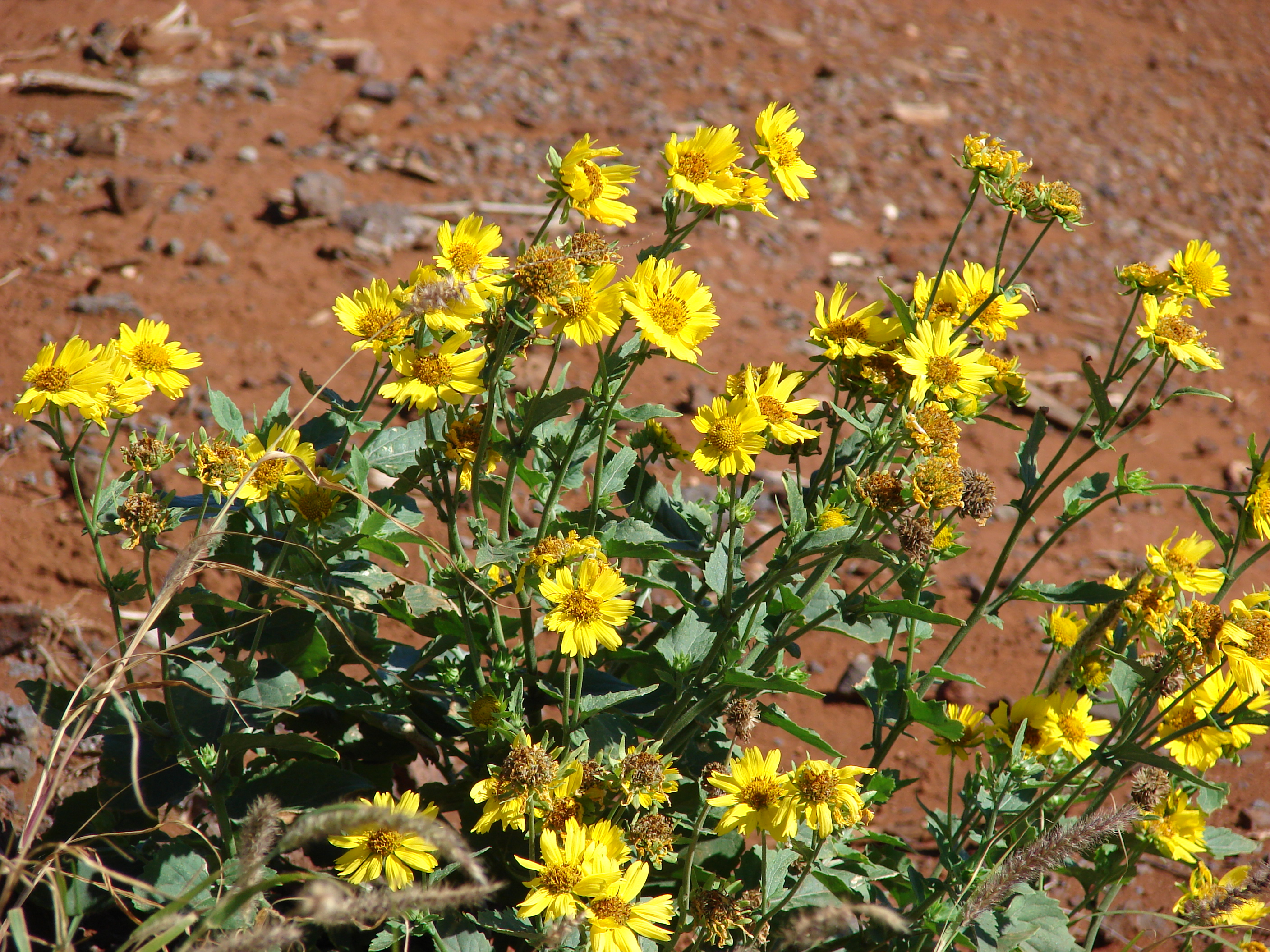 Starr 080210-2802 Verbesina encelioides