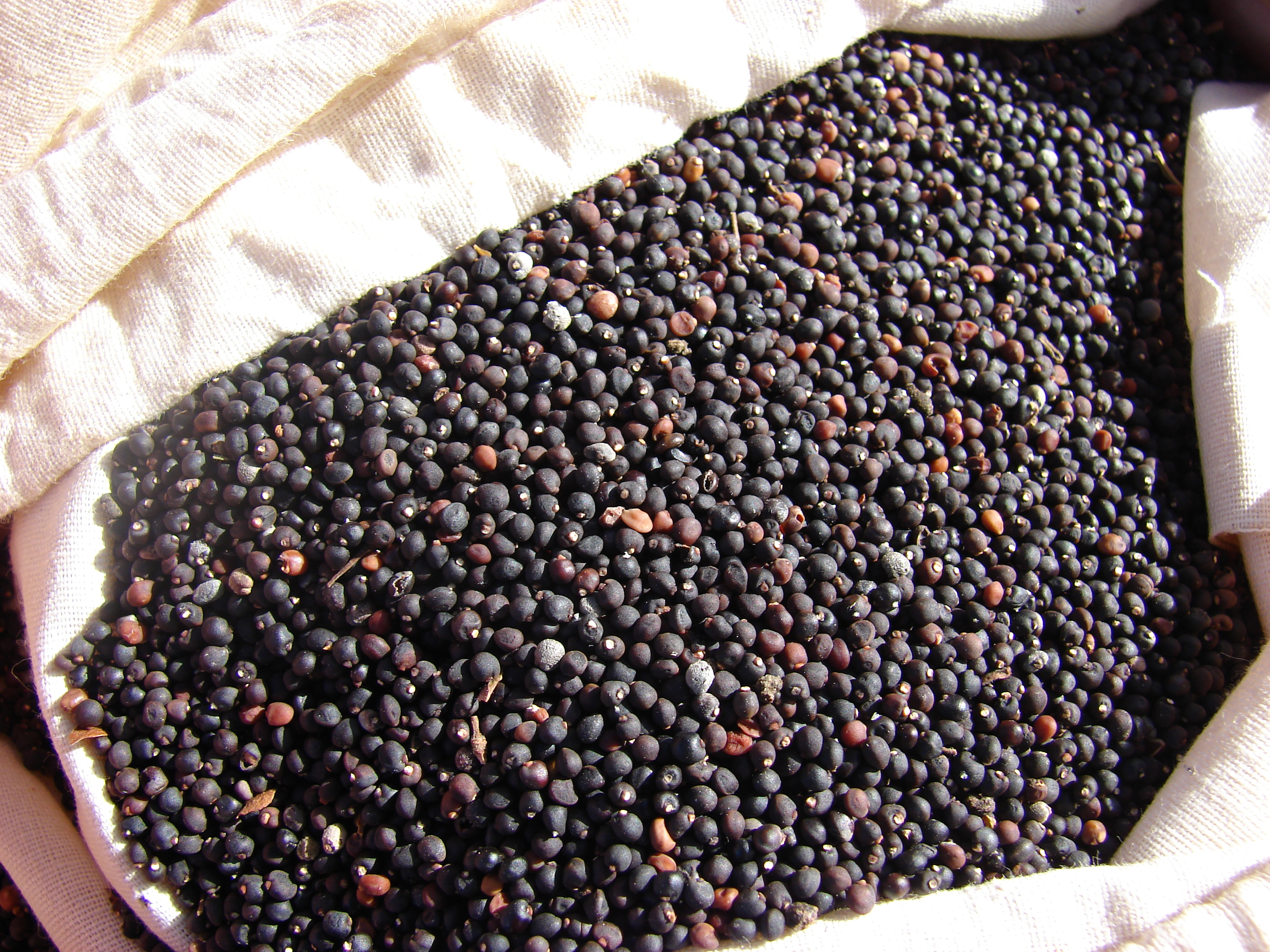 Starr-080210-2751-Dodonaea viscosa-bag of seeds-Rd to Kuheia-Kahoolawe (24276254104)