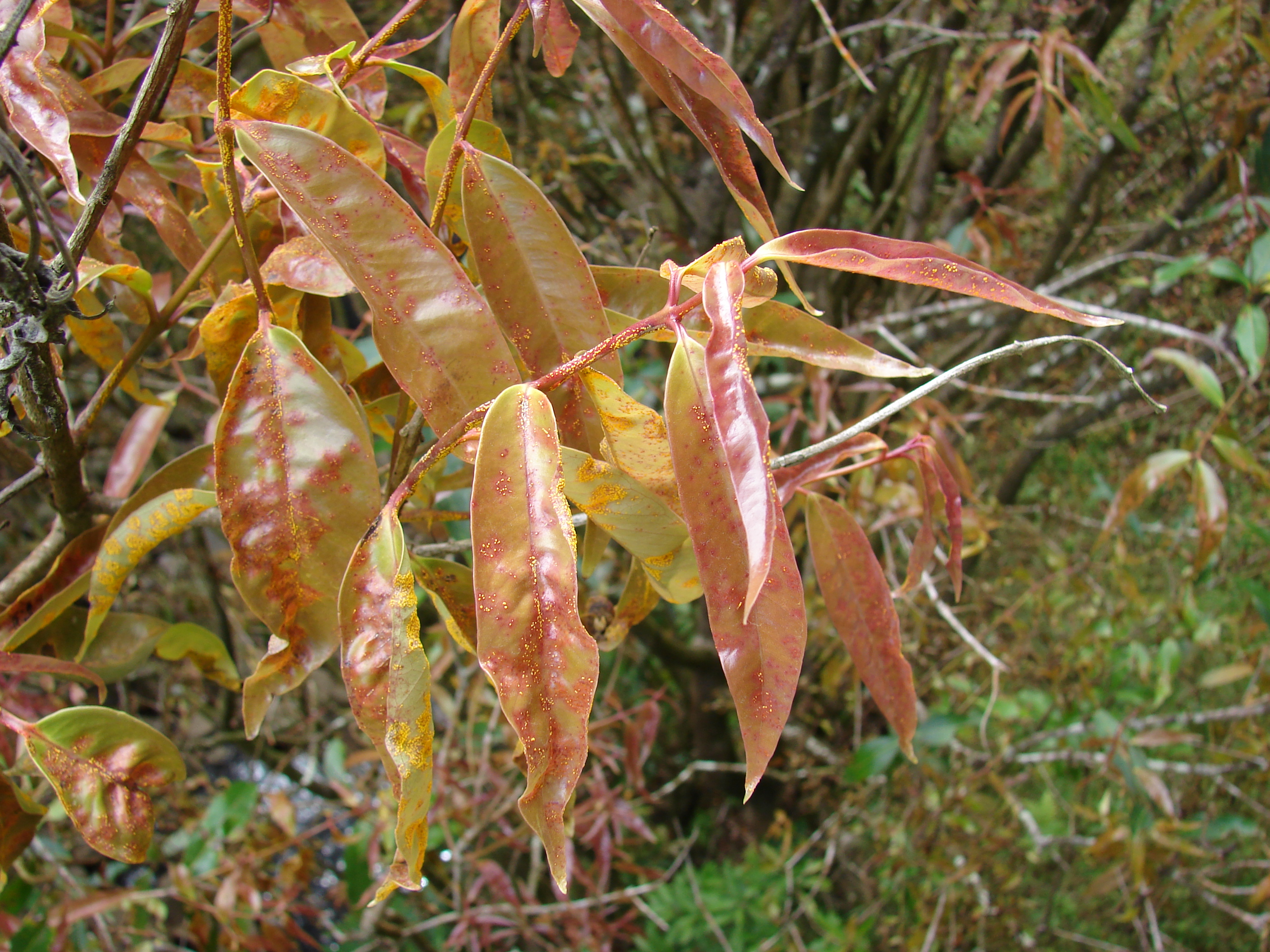 Starr 080326-3772 Syzygium jambos