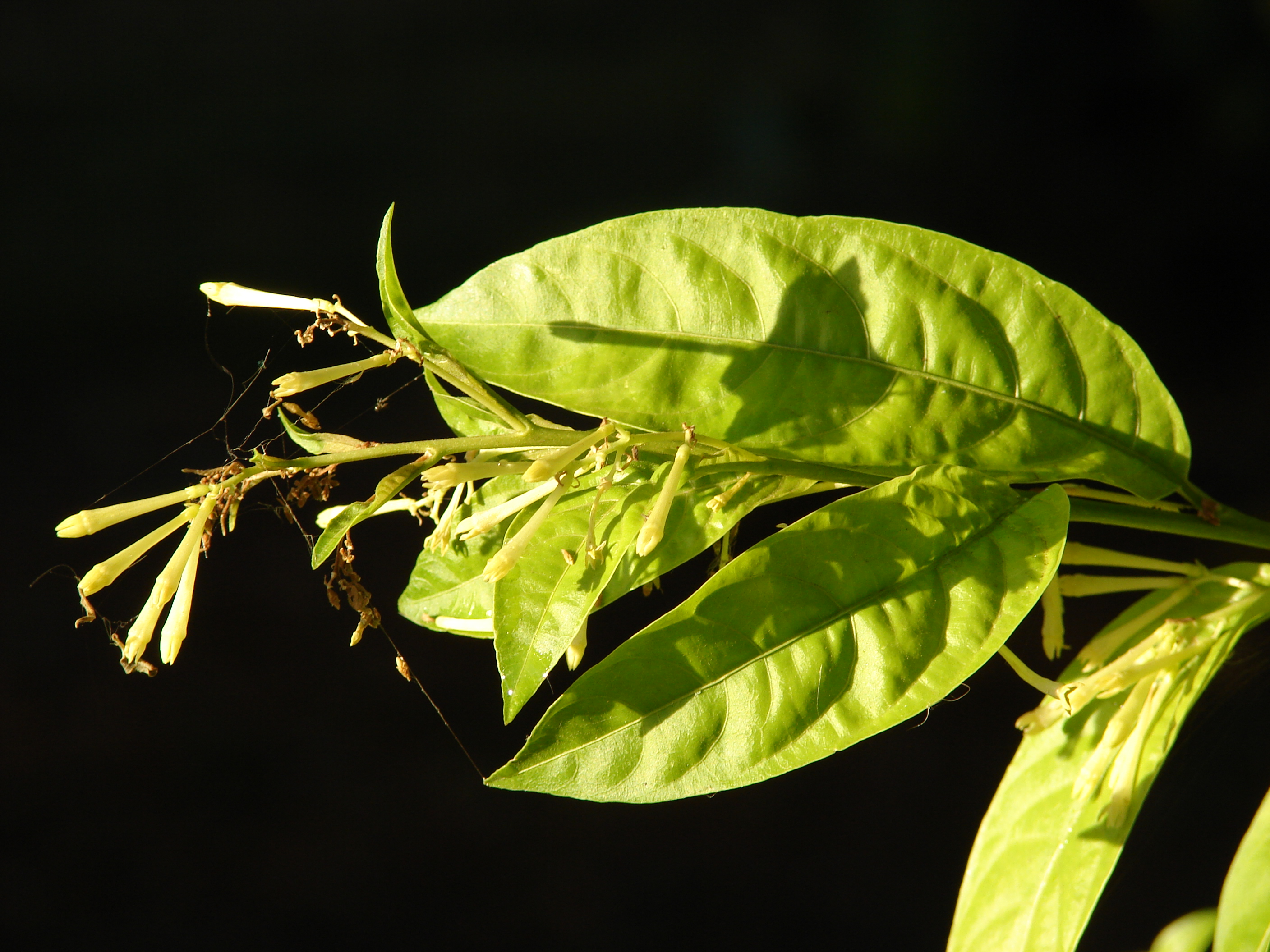 Starr 080328-3927 Cestrum nocturnum