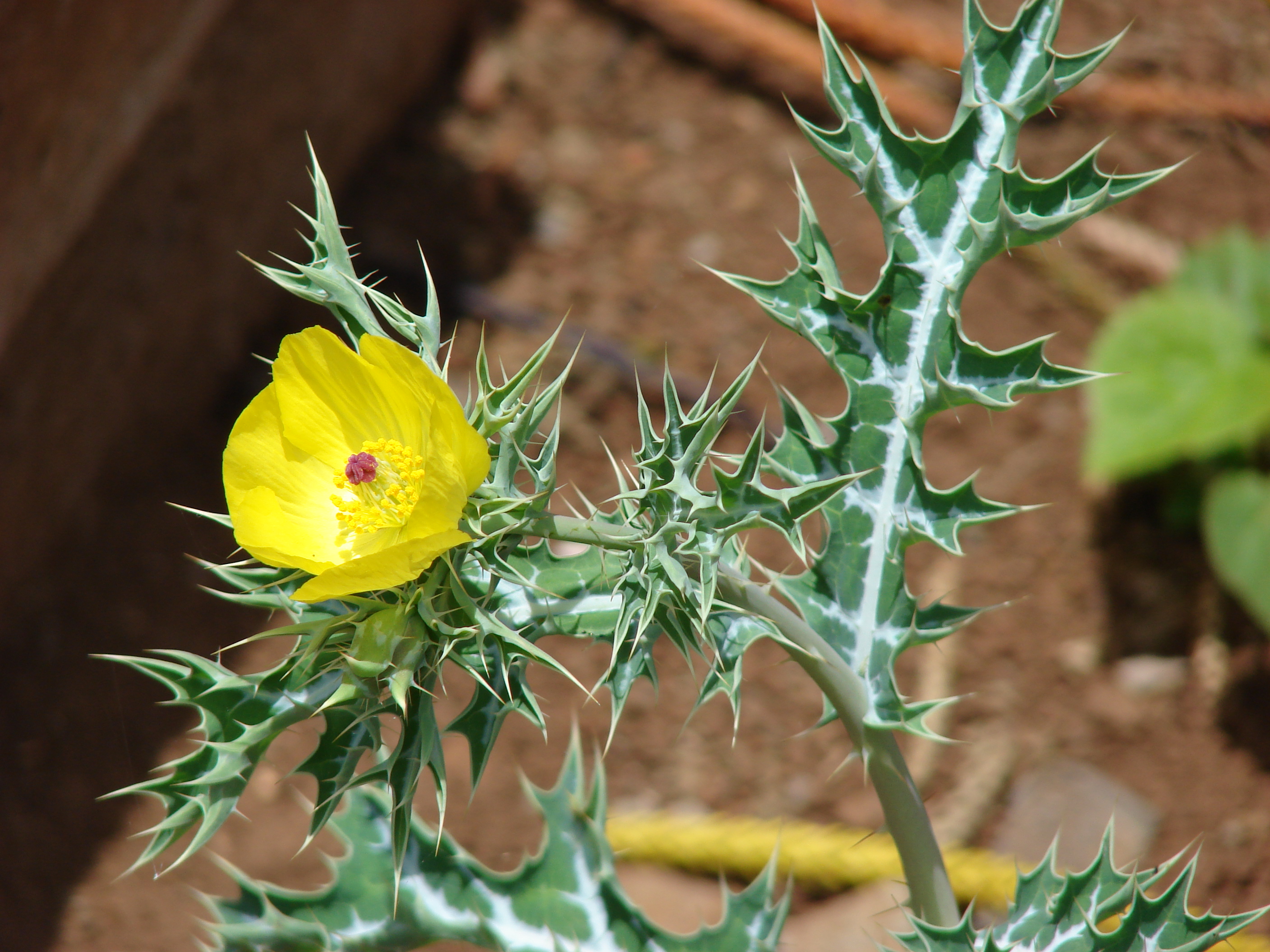 Starr 080415-4030 Argemone mexicana