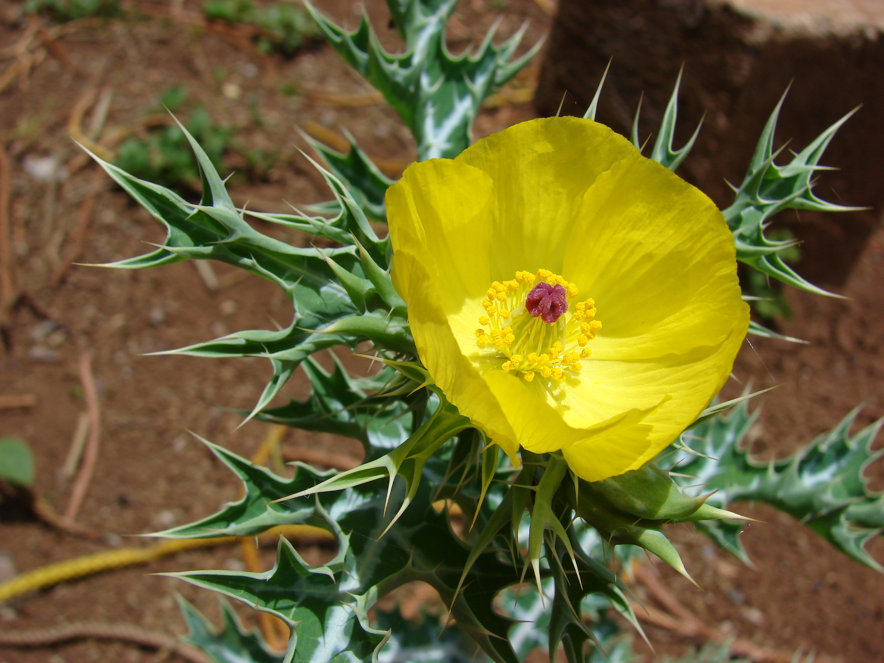 Starr 080415-4033 Argemone mexicana