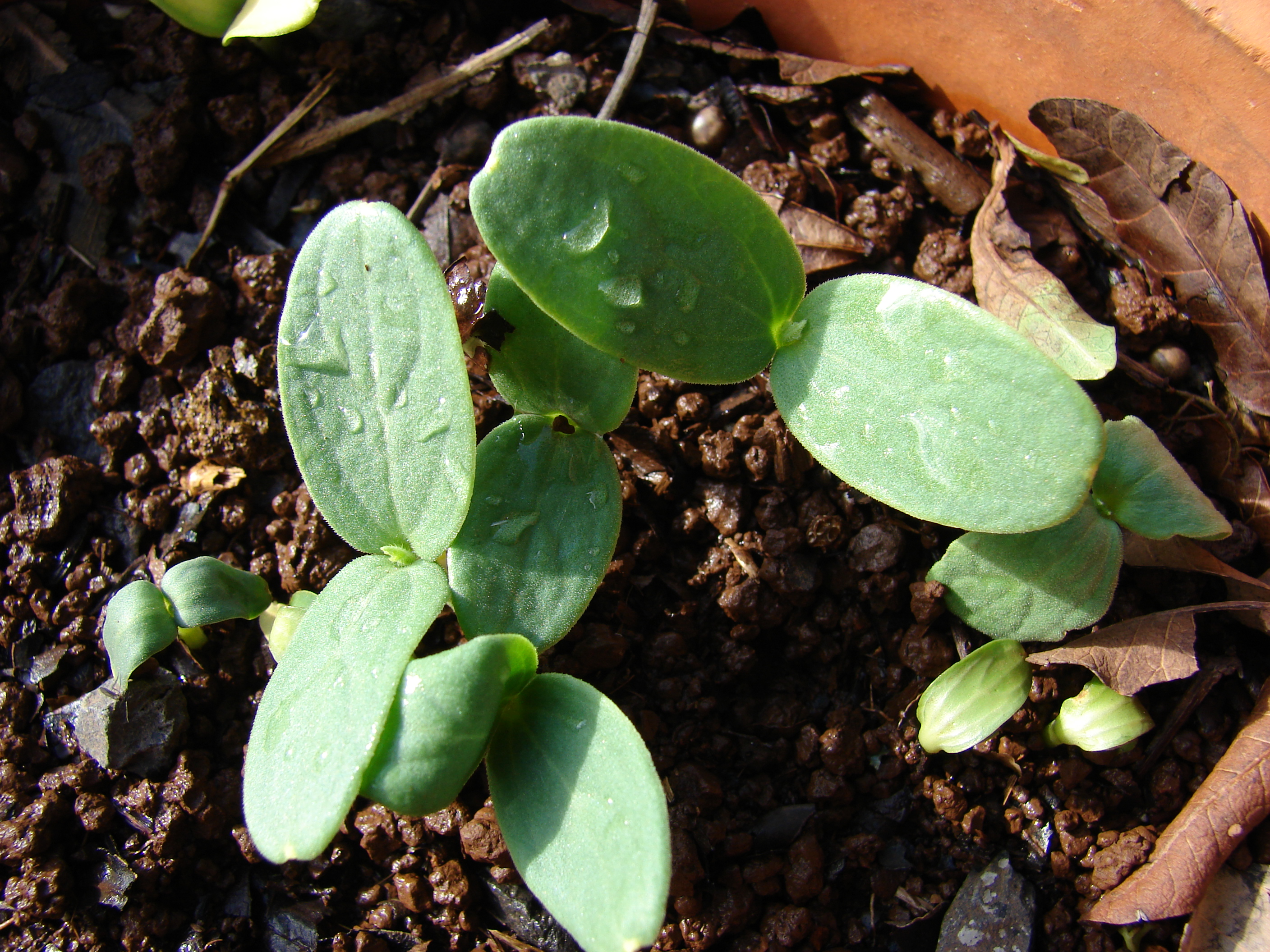 Starr 080501-4338 Cucumis melo