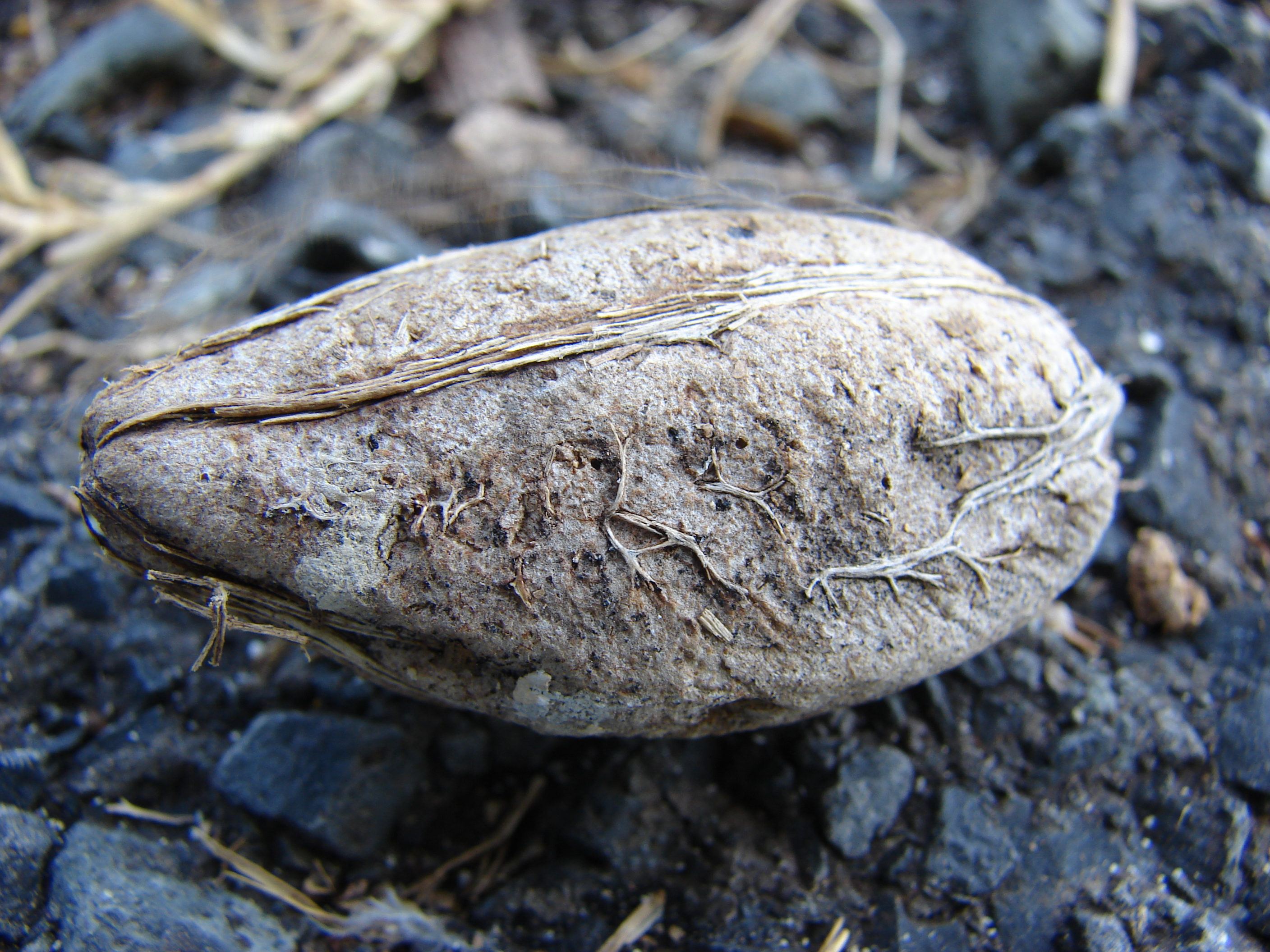 Starr 080604-6258 Terminalia catappa
