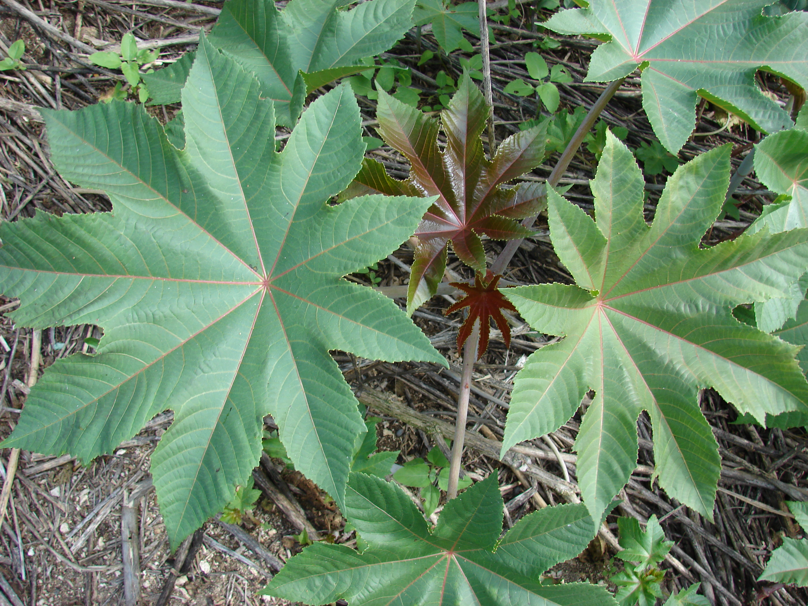 Starr 080609-8055 Ricinus communis
