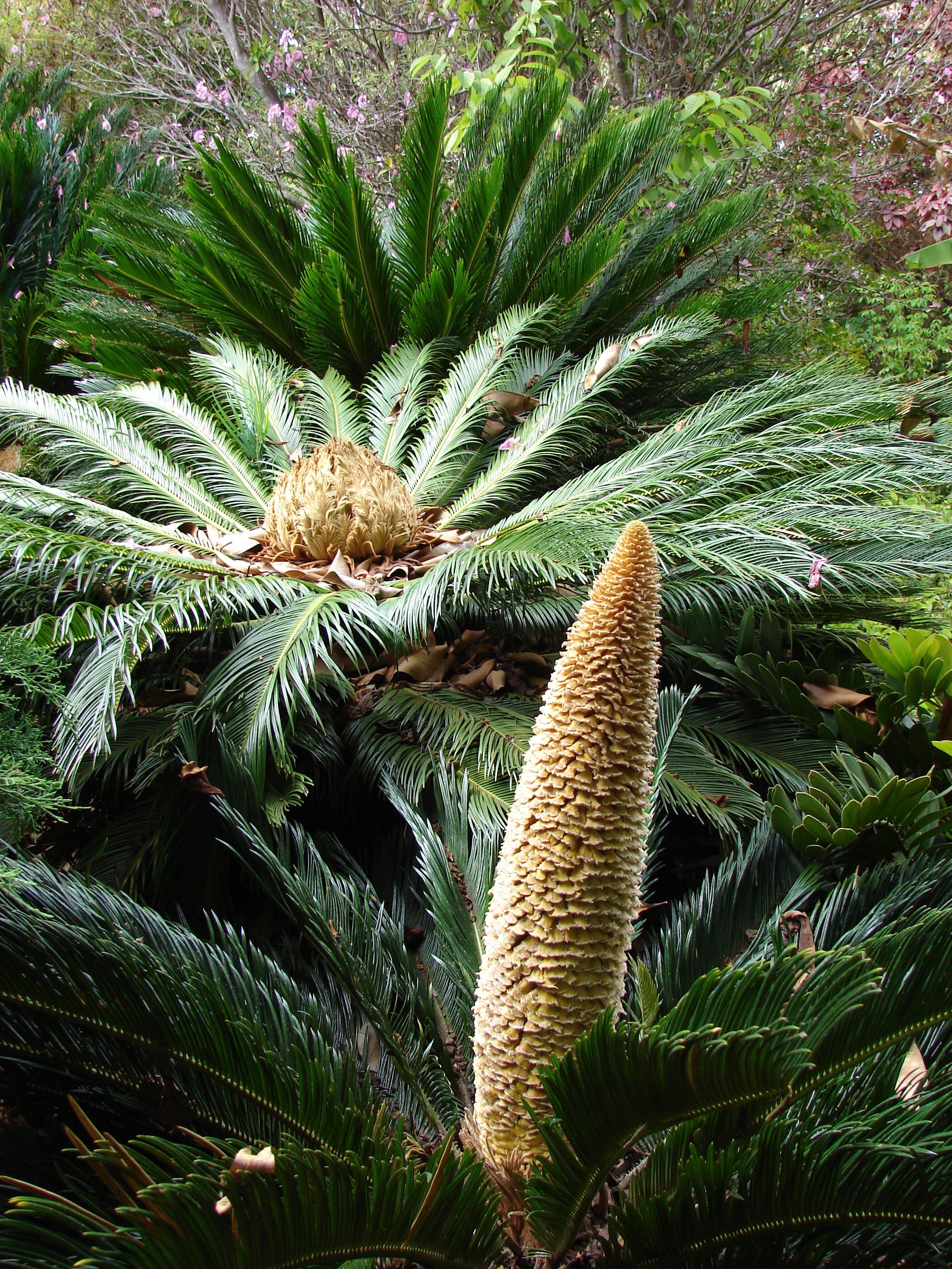 Starr 080716-9529 Cycas revoluta