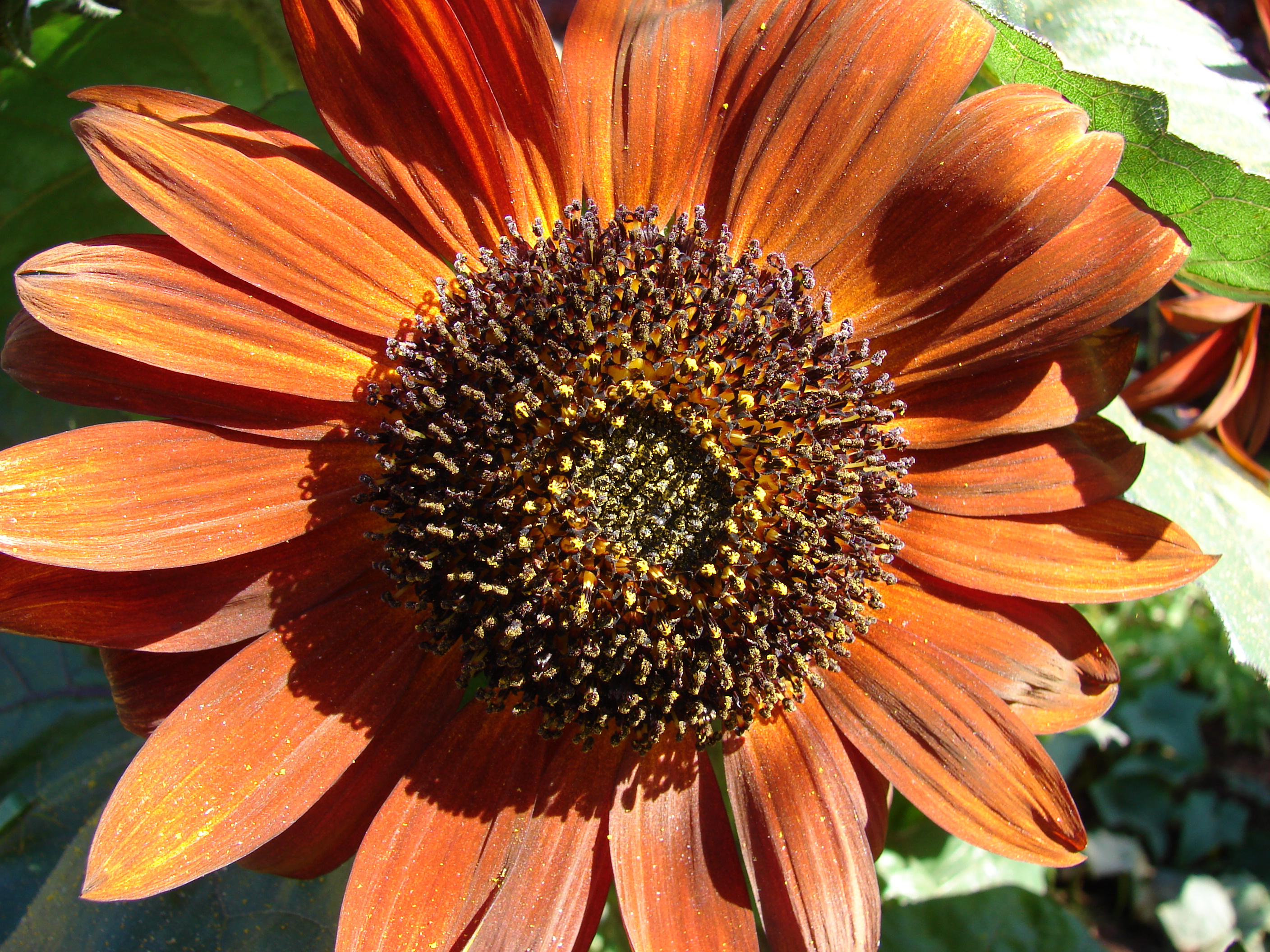 Starr 081009-0033 Helianthus annuus