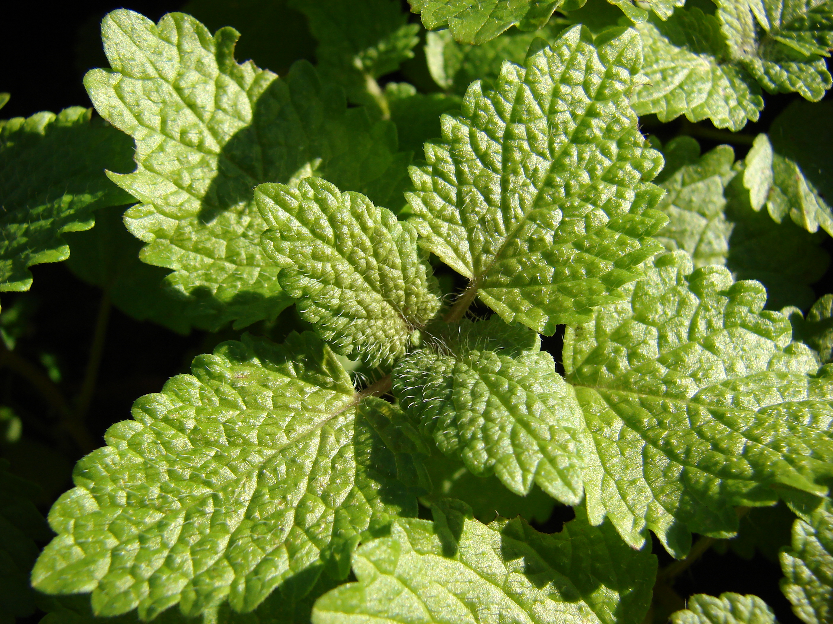 Starr 081031-0414 Melissa officinalis