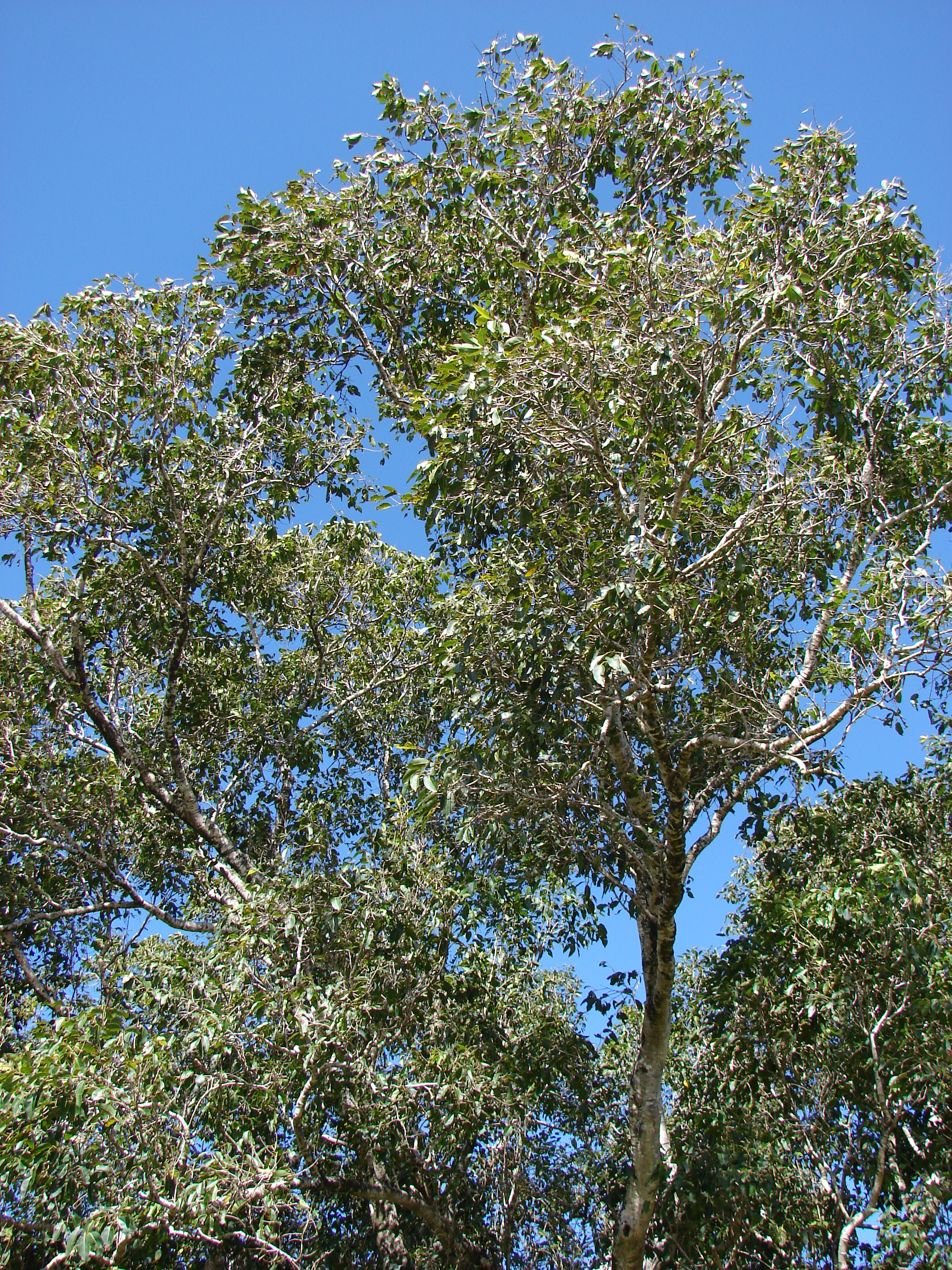 Starr 090213-2479 Syzygium cumini