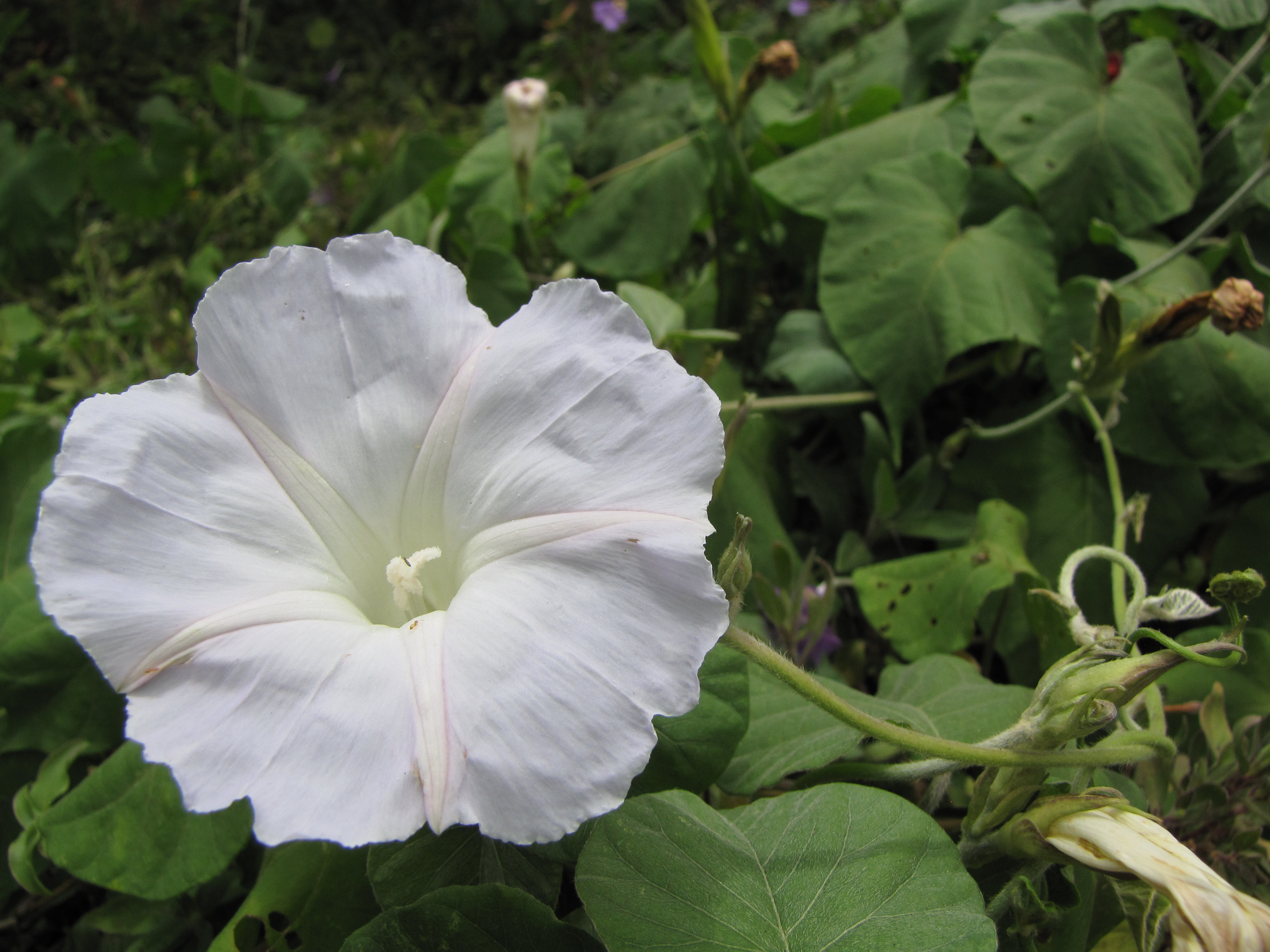 Starr-120424-4710-Ipomoea indica-white flower-Enchanting Floral Gardens of Kula-Maui (25046256821)