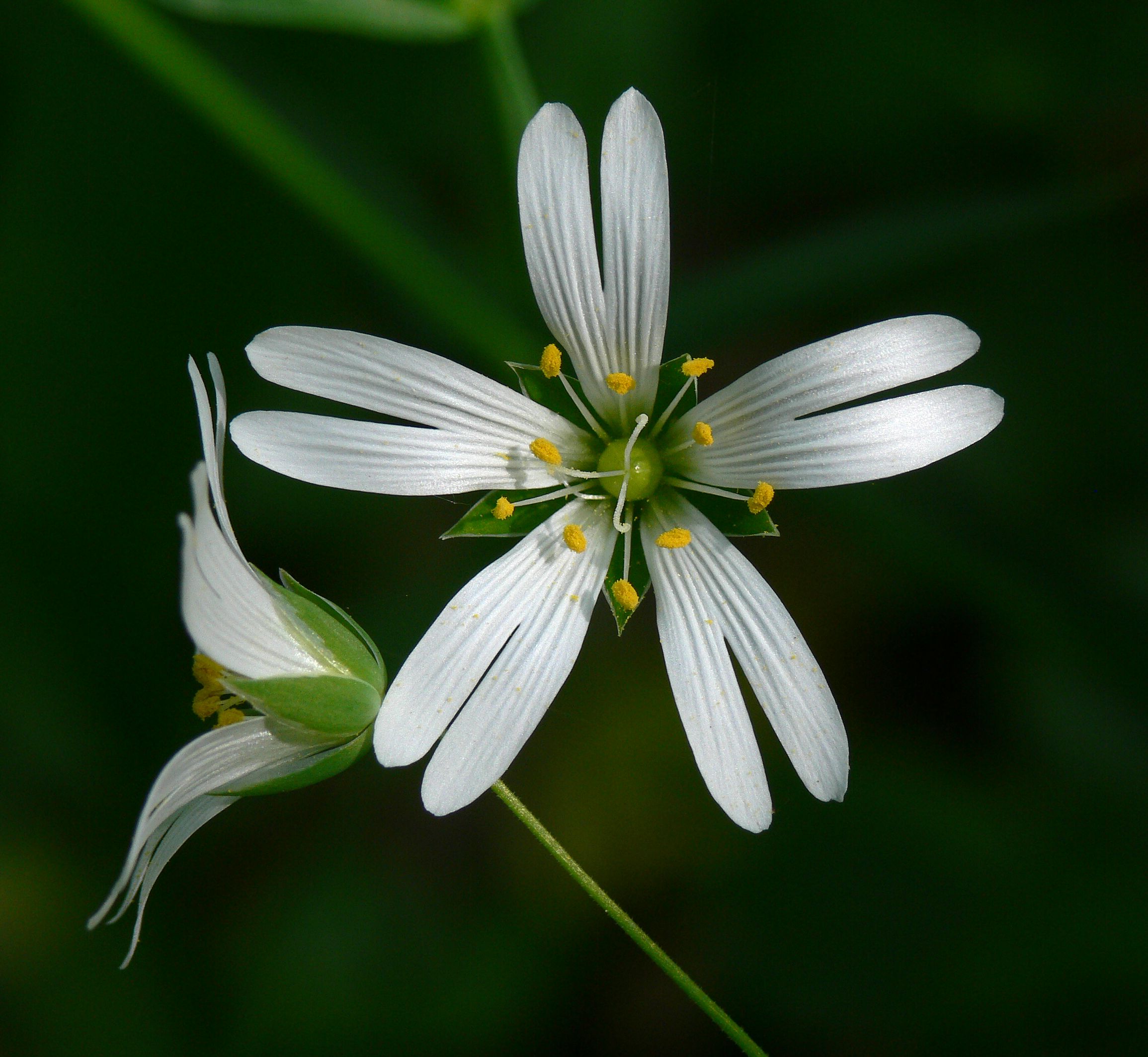 Stellaria holostea IP0704046