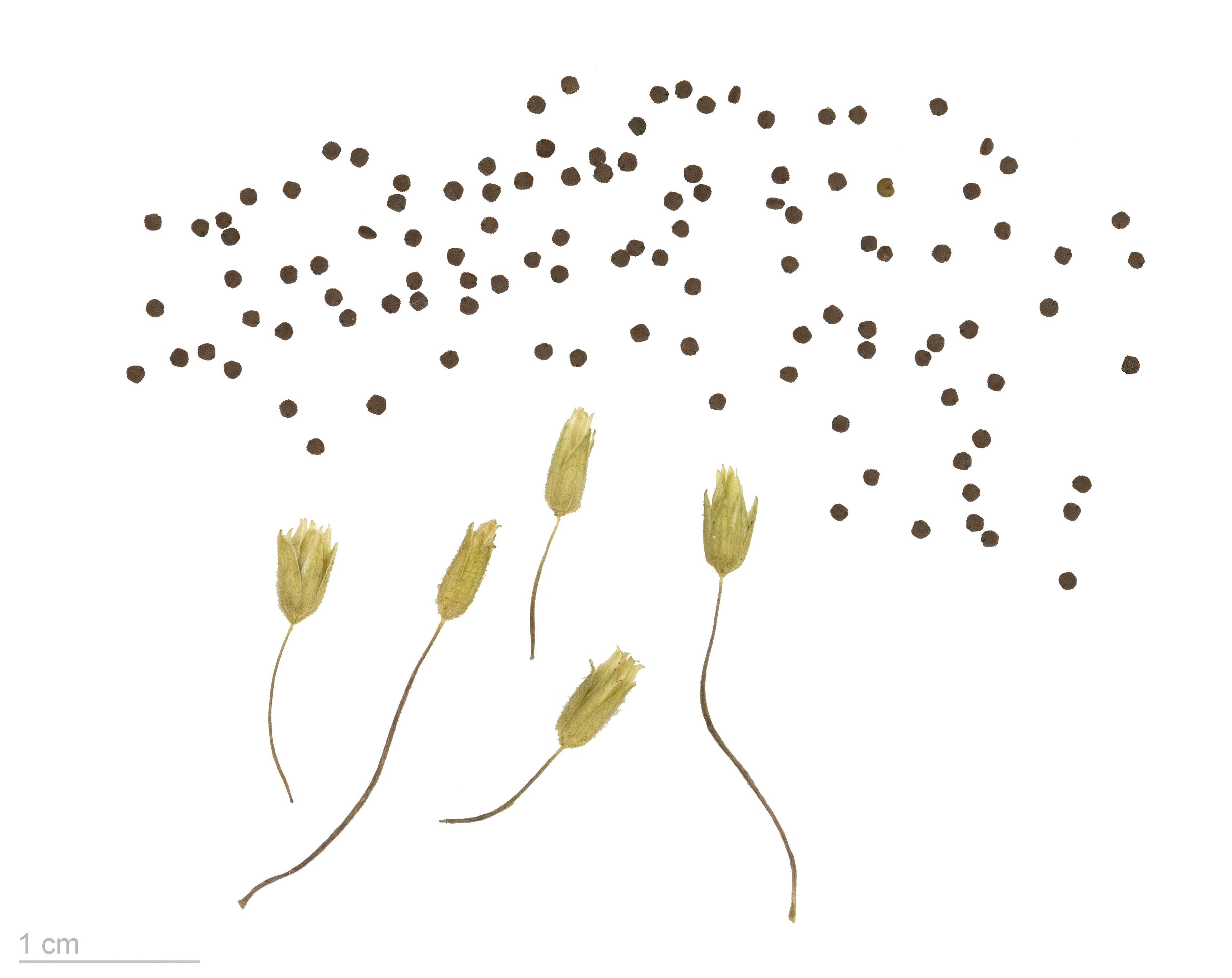 Stellaria media MHNT.BOT.2008.1.33