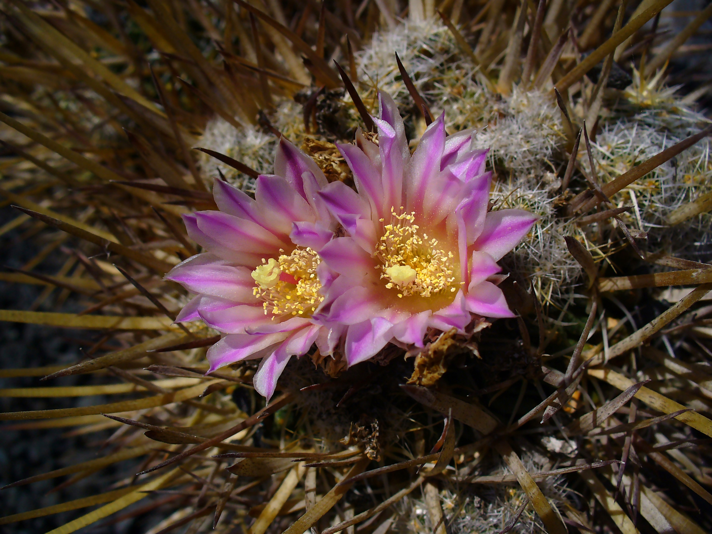 Stenocactus coptonogonus 002