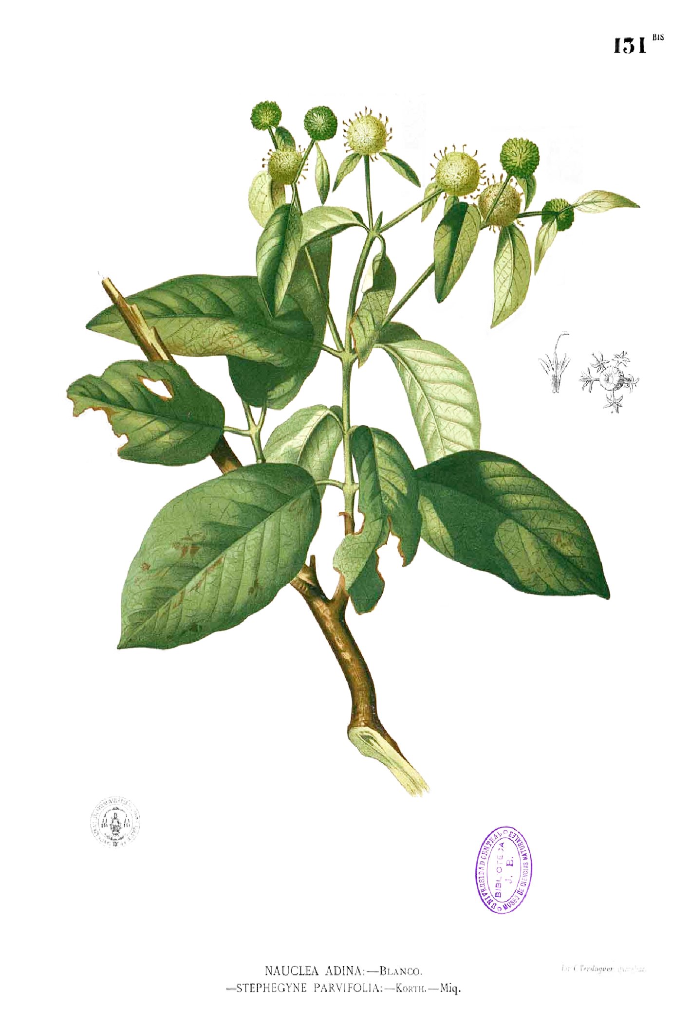 Stephegyne diversifolia Blanco1.131b