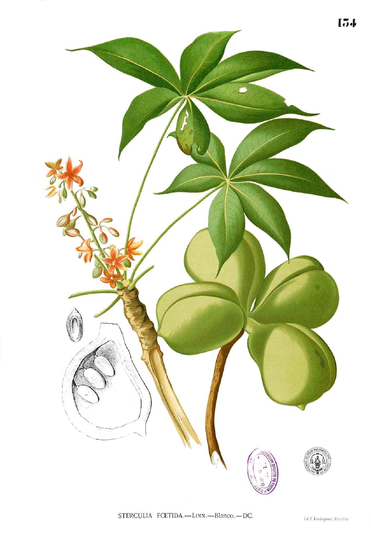 Sterculia foetida Blanco1.134