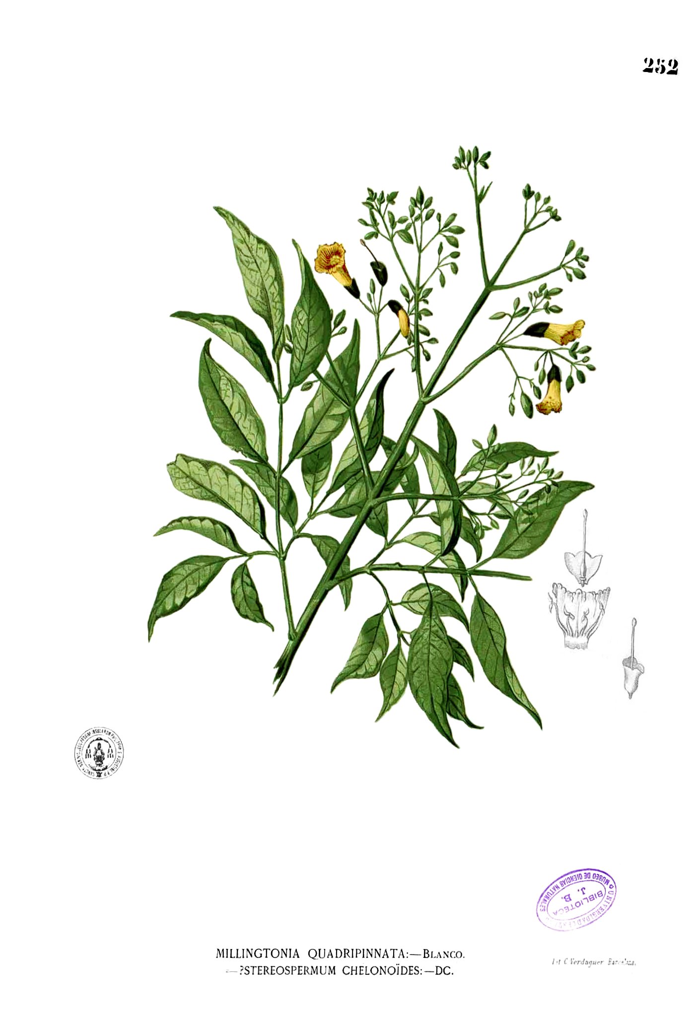 Stereospermum chelonoides Blanco2.252