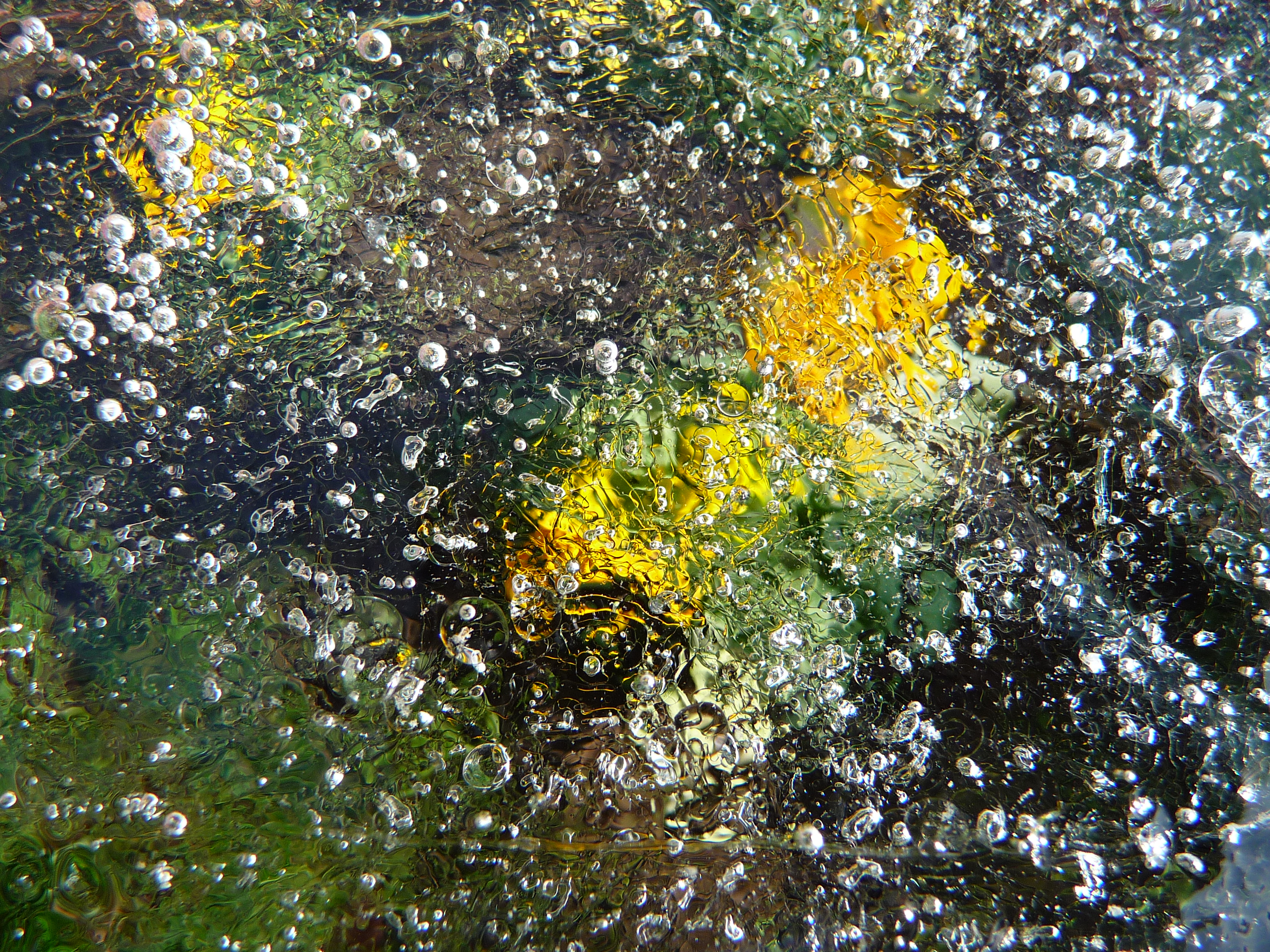 Stiefmütterchen unter Eis