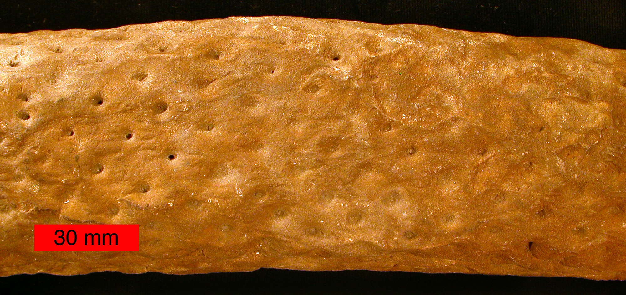 Stigmaria, a fossil tree root