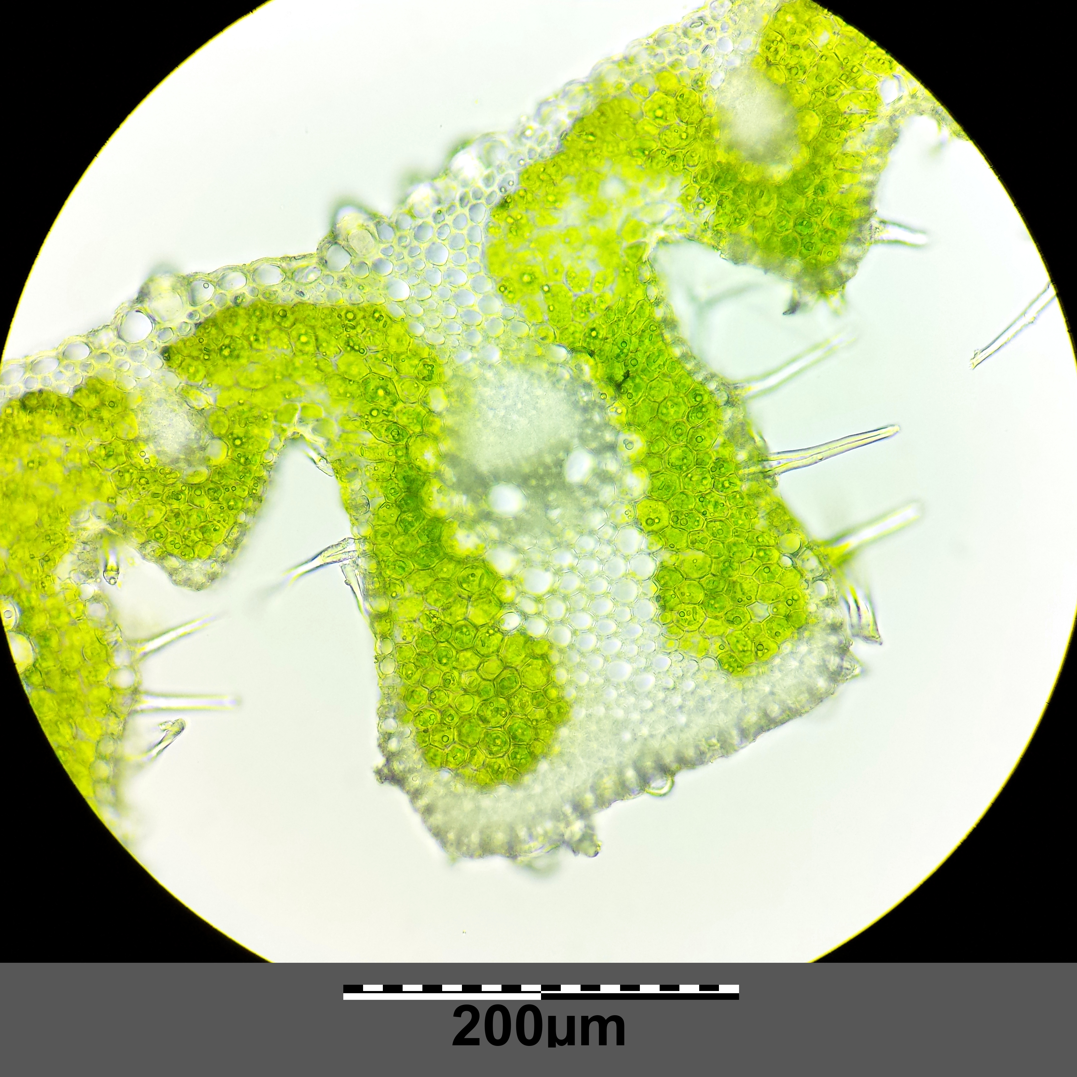 Stipa pulcherrima (subsp. pulcherrima) sl34