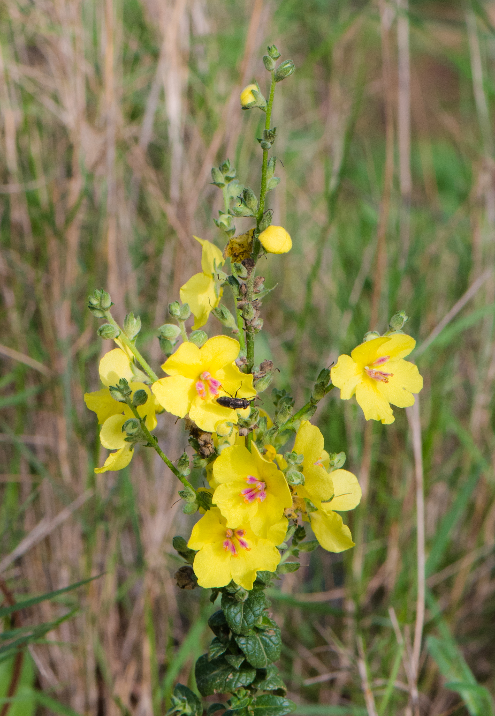 Stomorhina lunata on Verbascum sinuatum