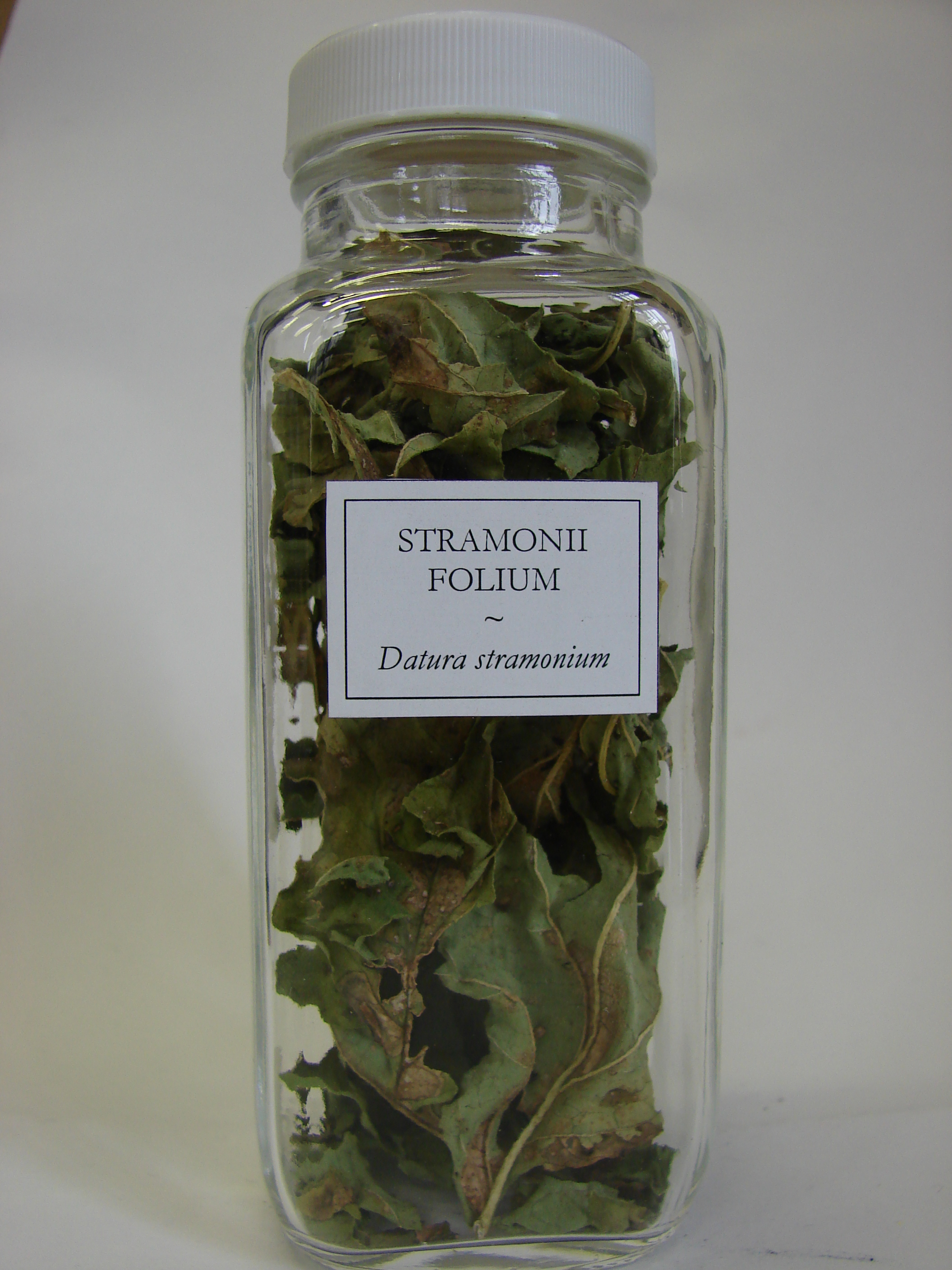 Stramonii folium2