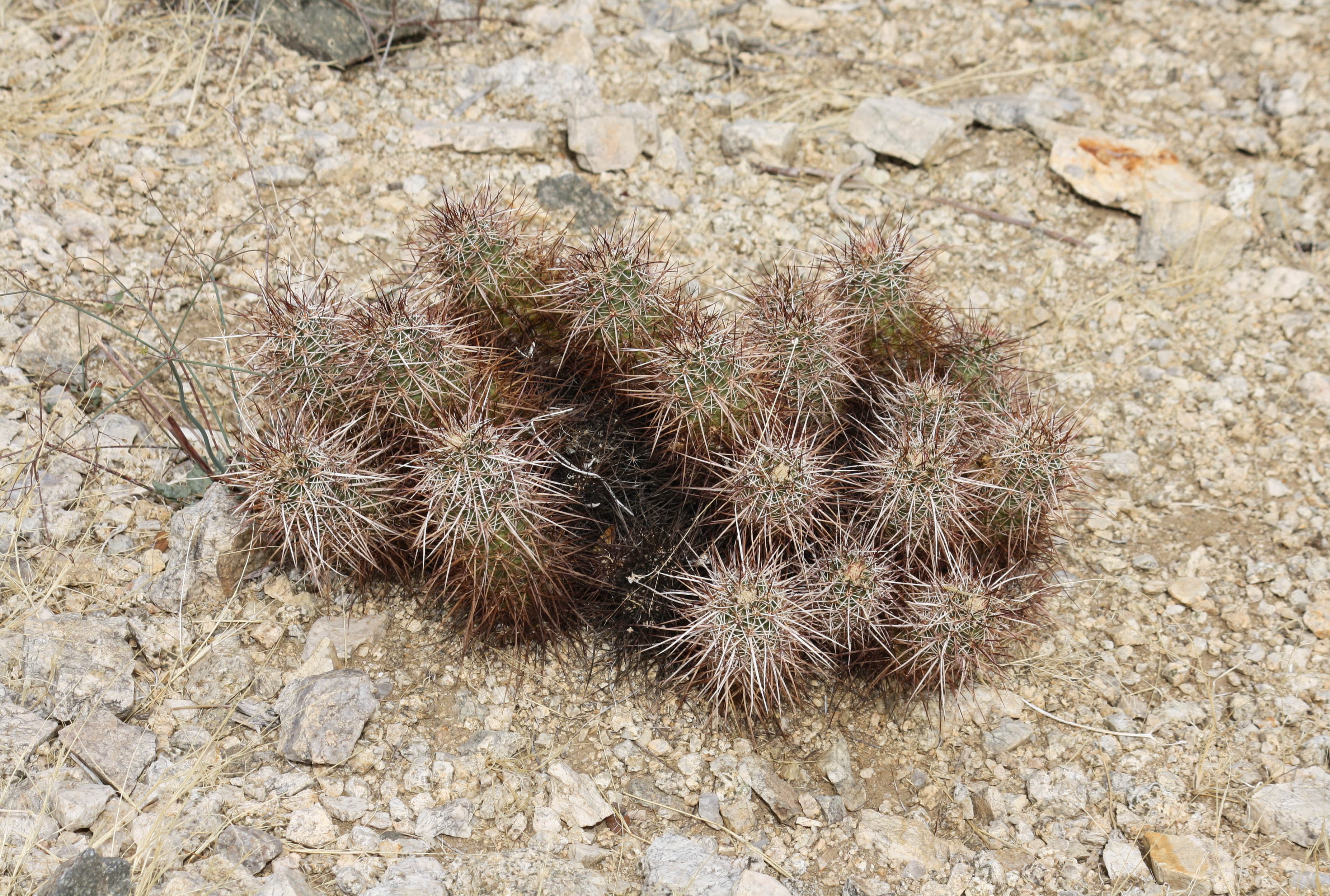 Strawberry Hedgehog Cactus