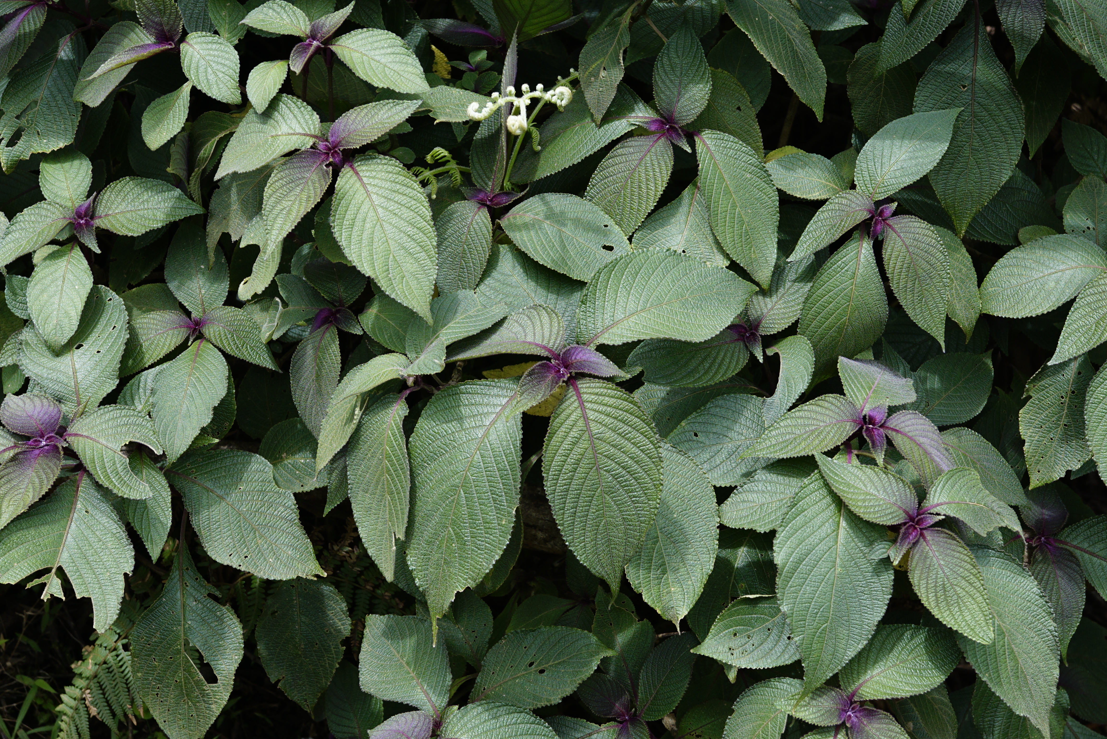 Strobilanthes sp 2045