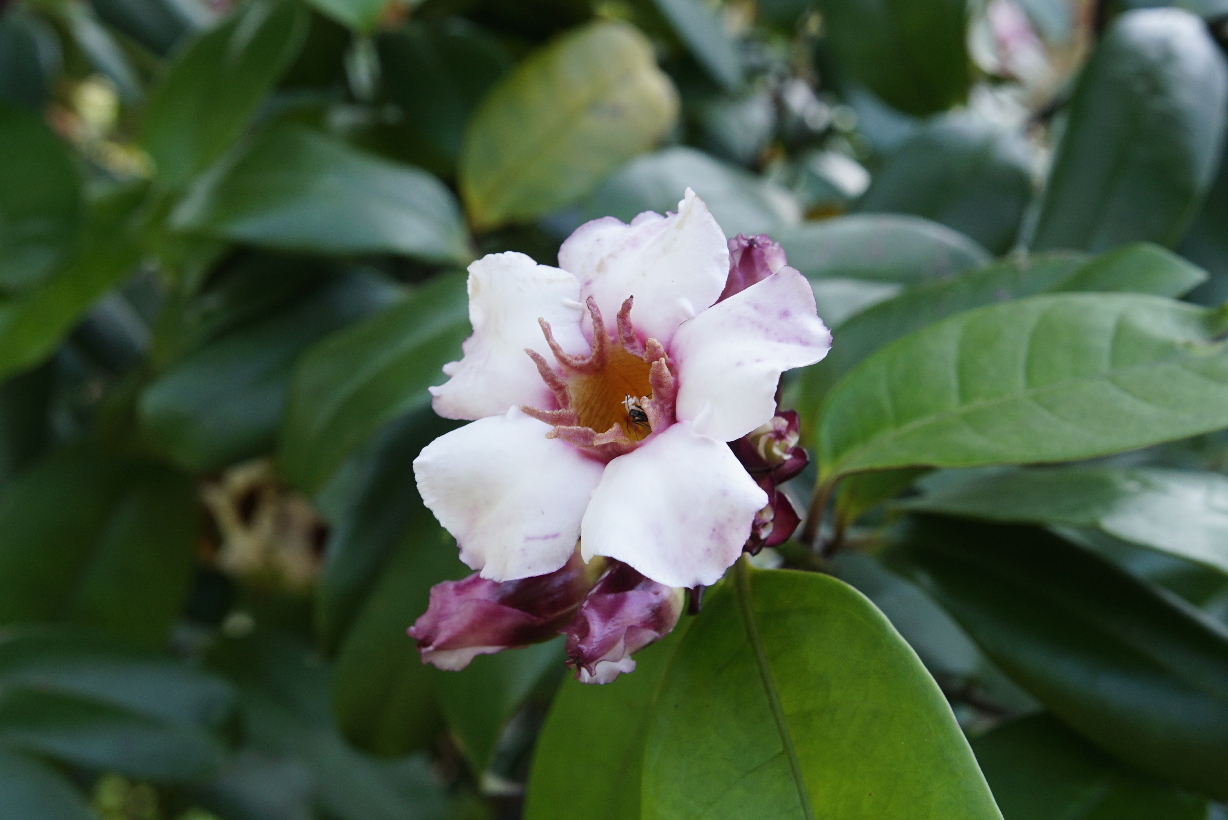 Strophanthus gratus 4305