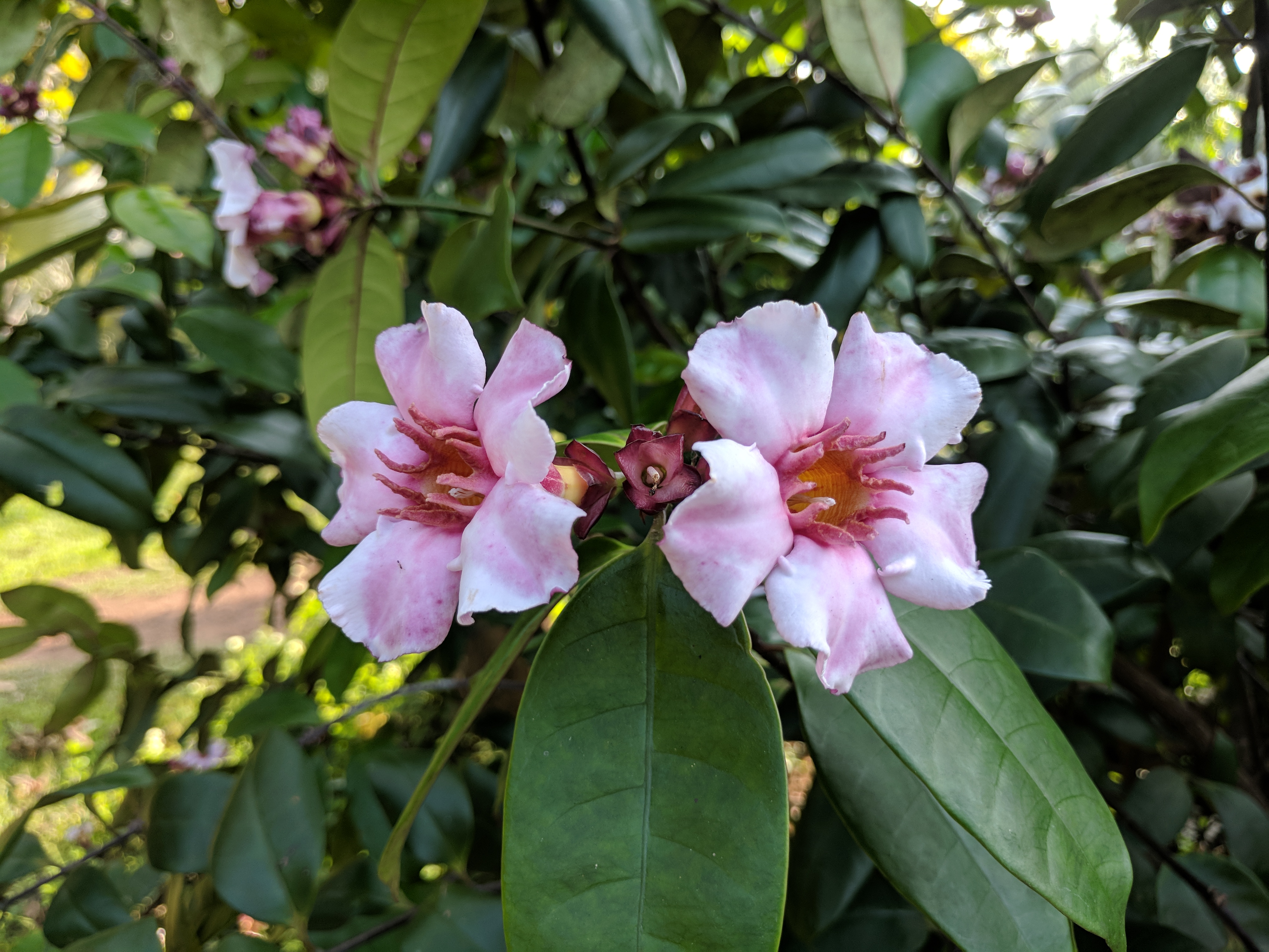 Strophanthus gratus 98