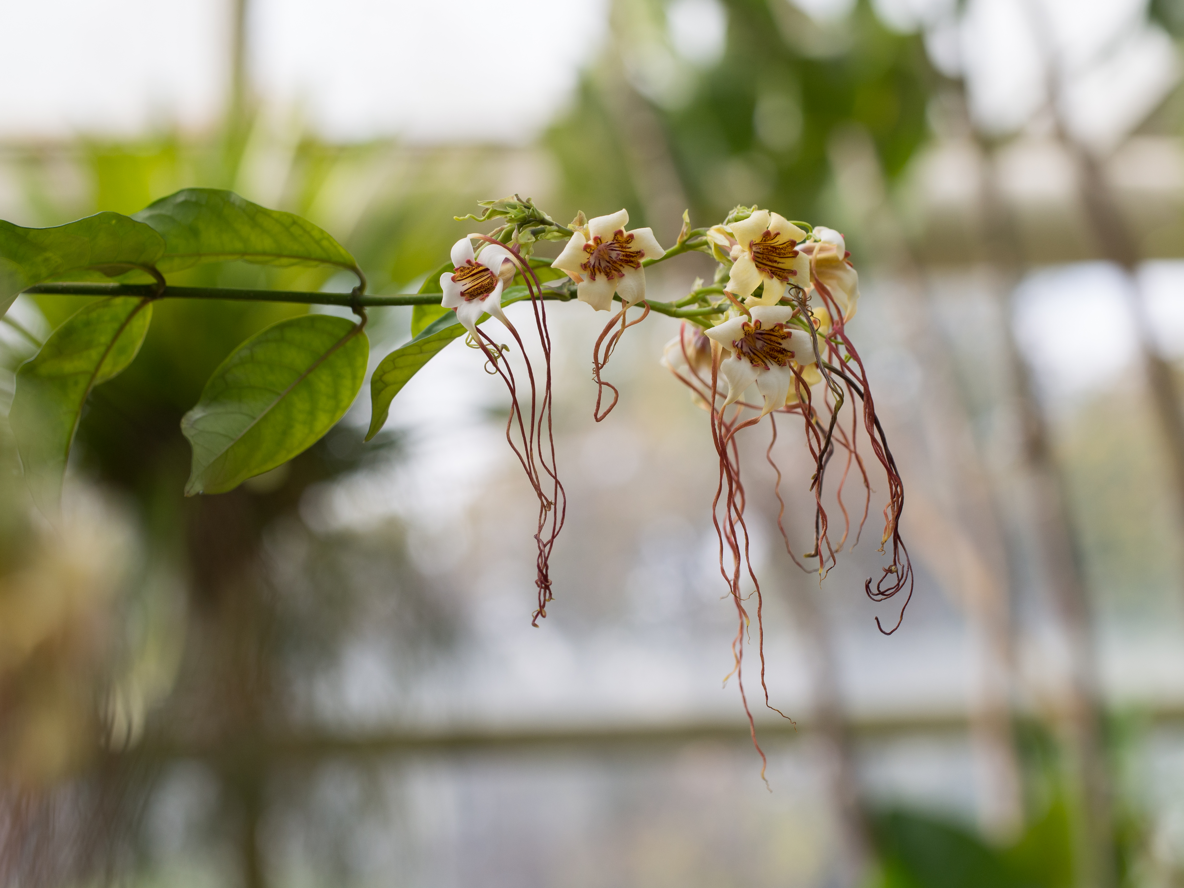 Strophanthus preussii (70120)
