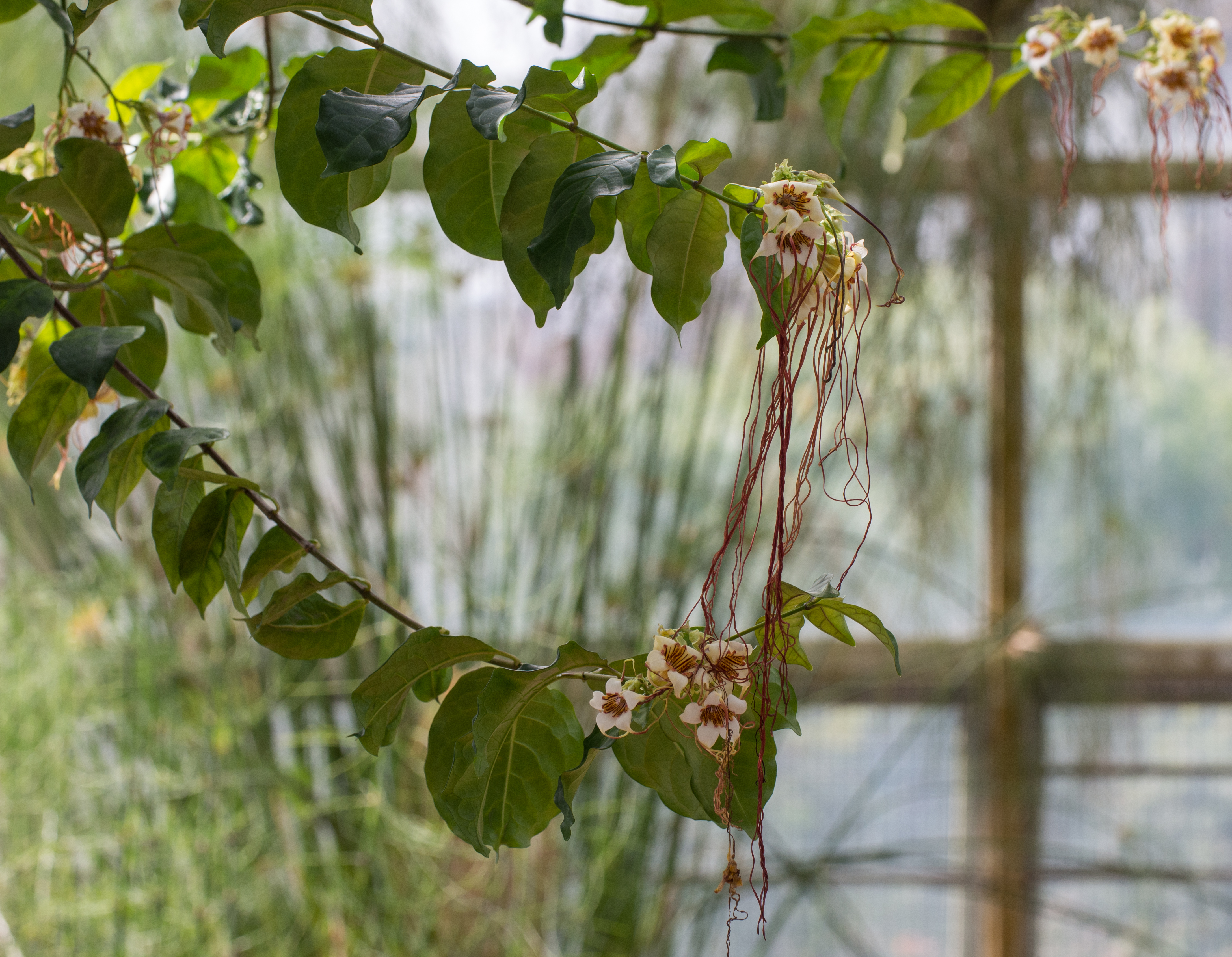Strophanthus preussii (70150)a