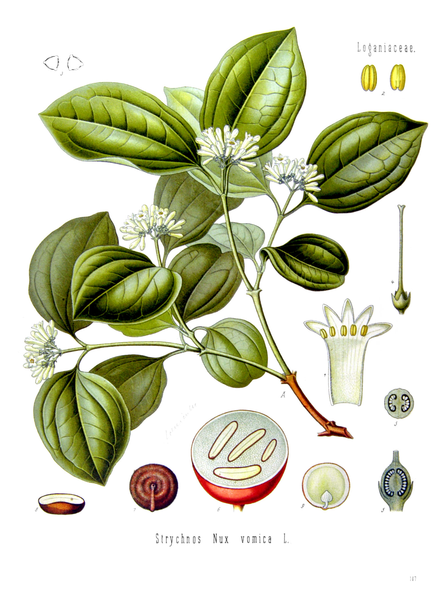 Strychnos nux-vomica - Köhler–s Medizinal-Pflanzen-266