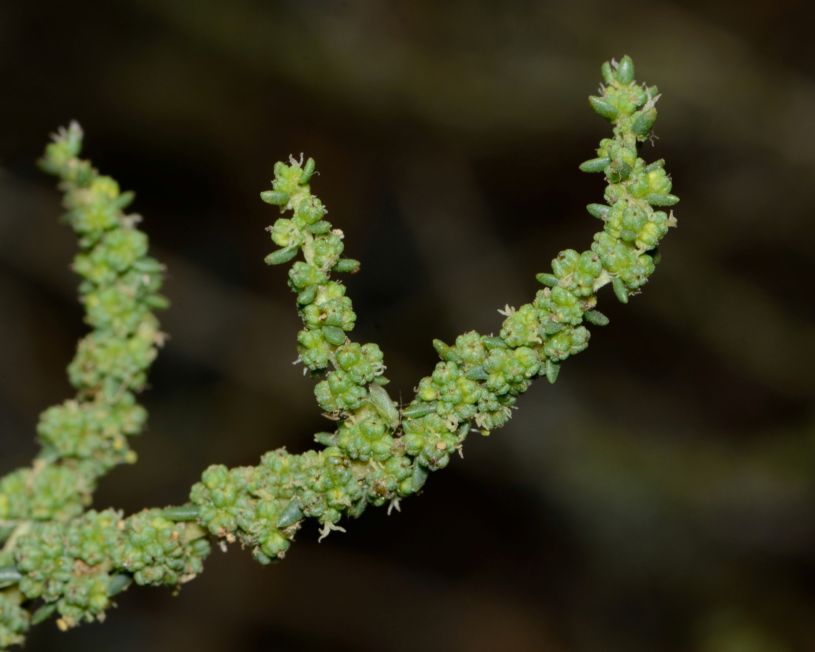 Suaeda fruticosa 1