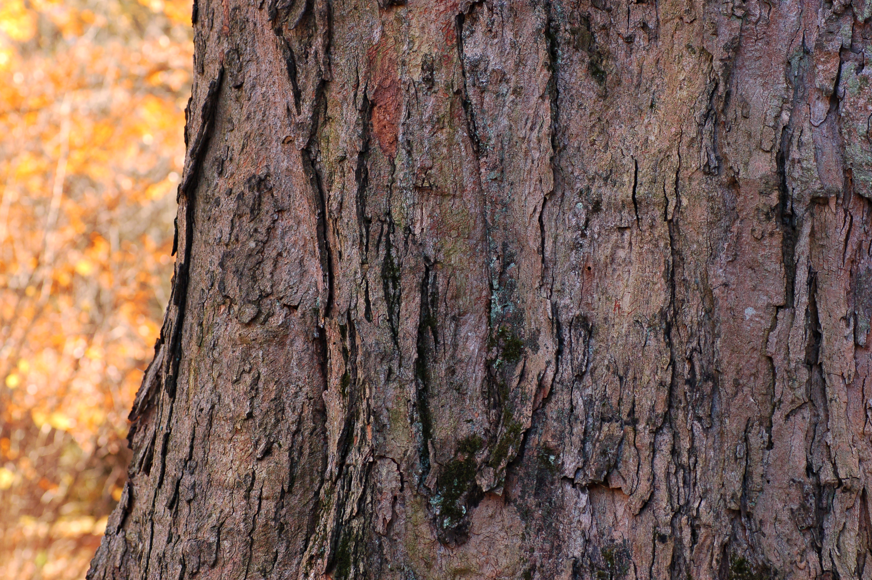 Sugar Maple Acer saccharum Bark Horizontal 3008px