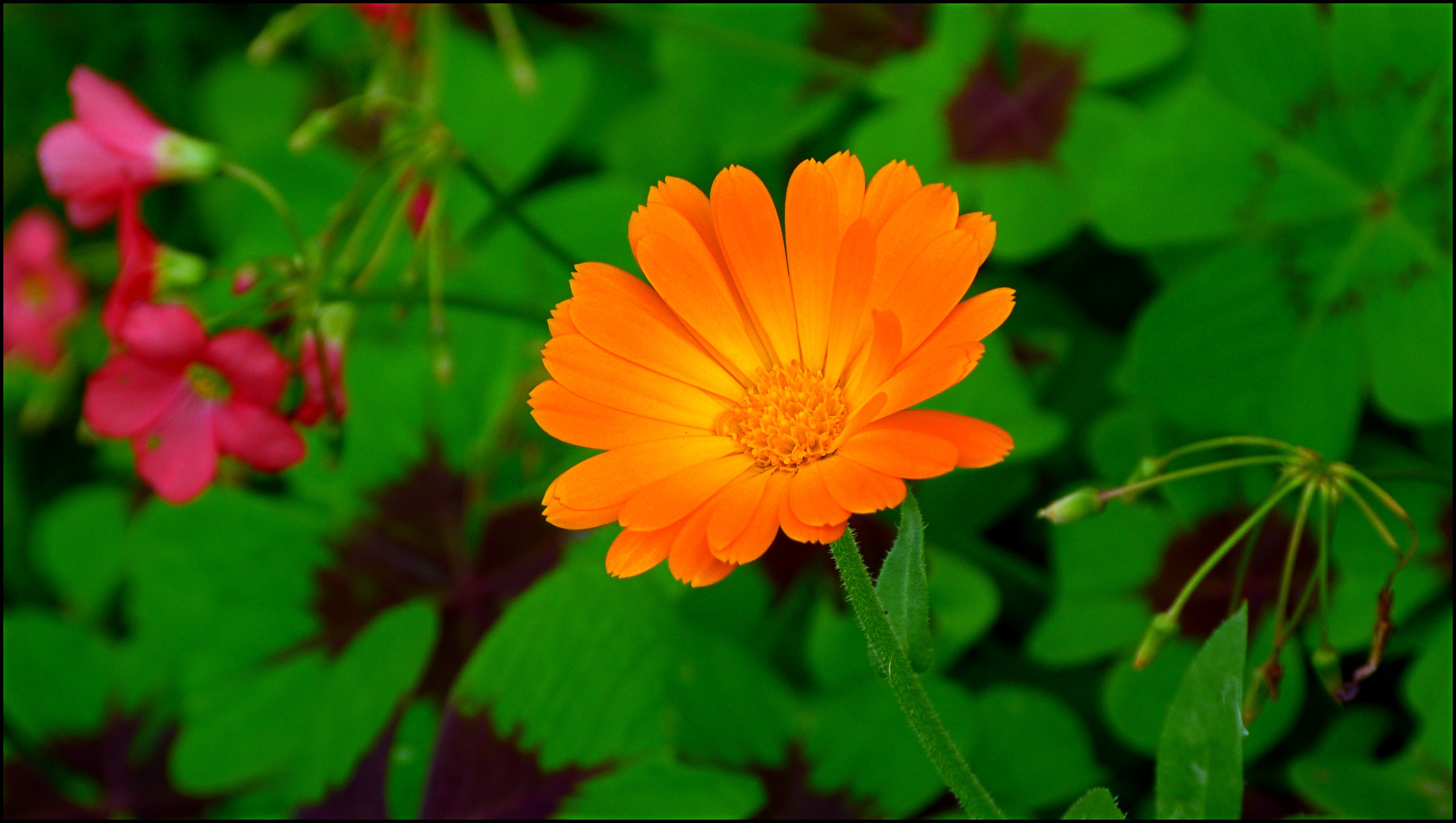 Summer flowers (7814145268)