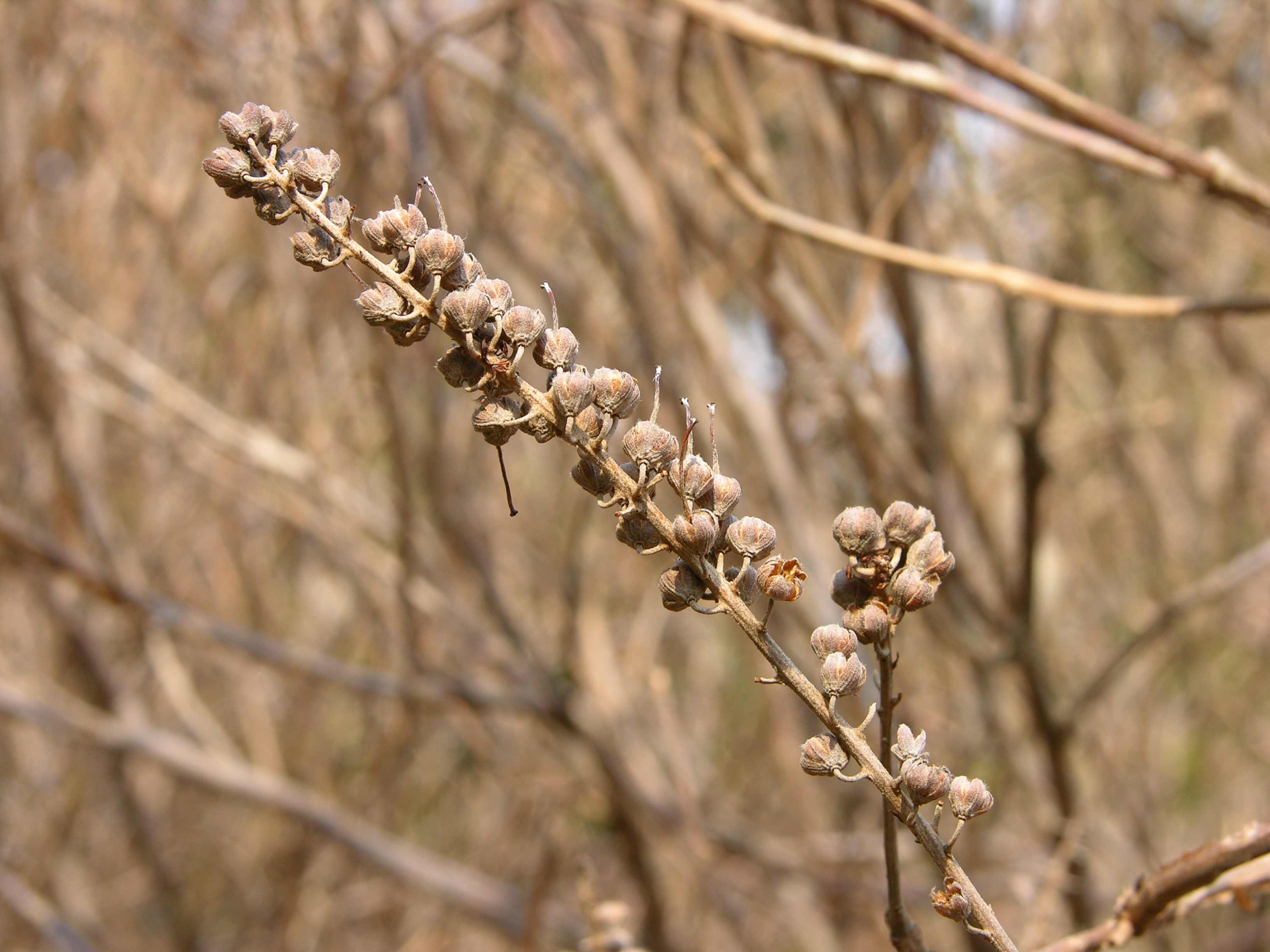 Summersweet Clethra alnifolia 'Hummingbird' Dried 3264px